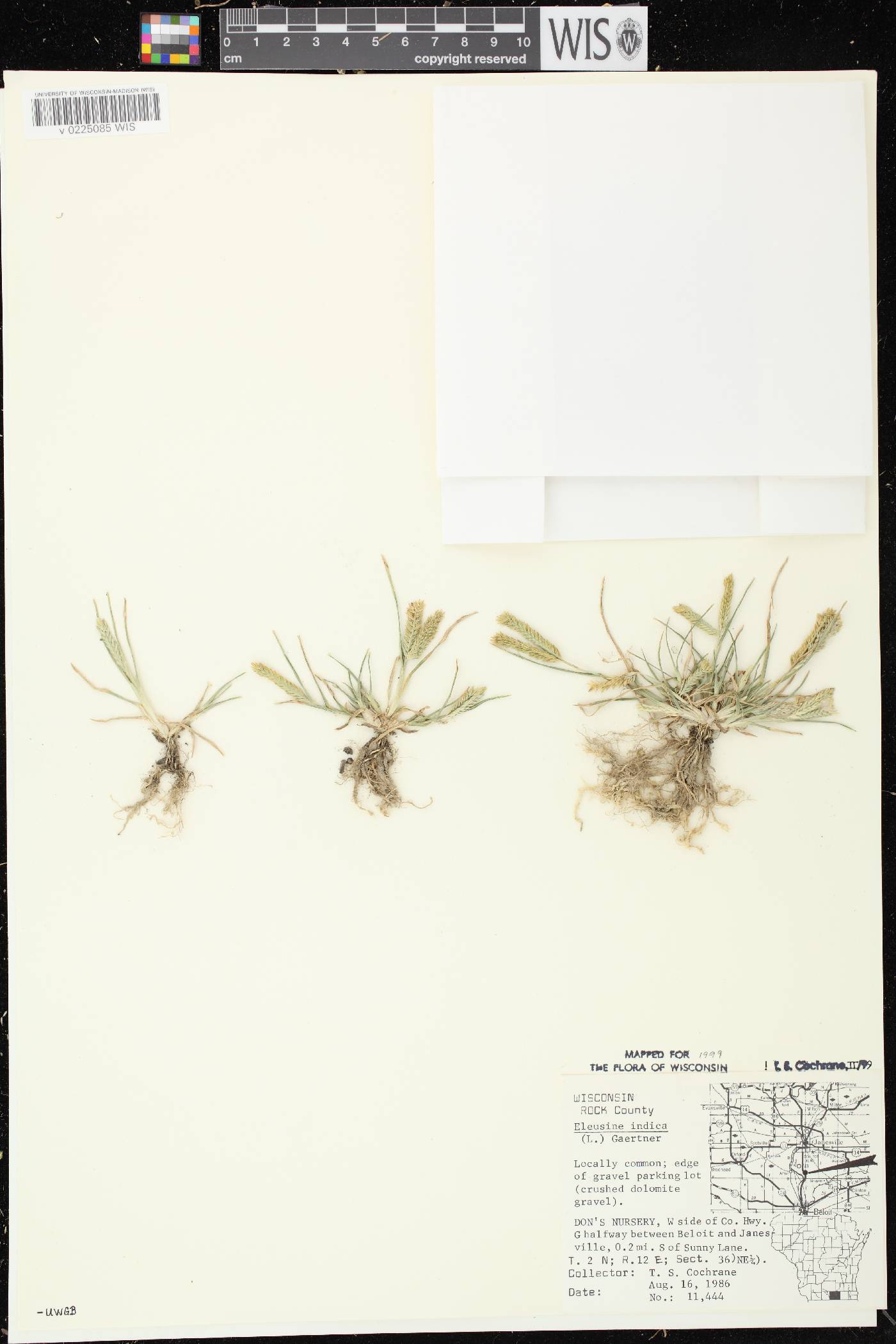 Eleusine indica image