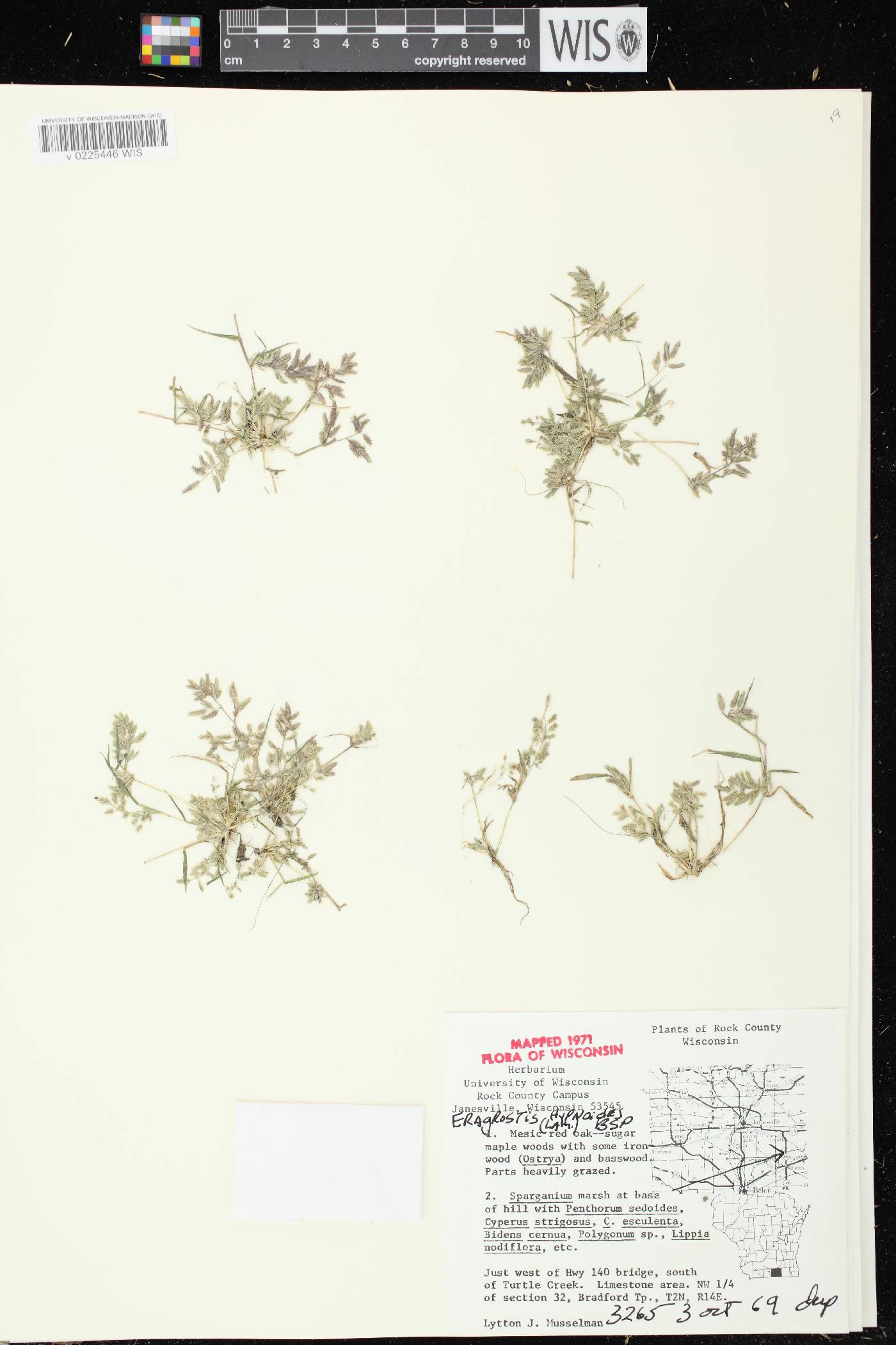 Eragrostis hypnoides image