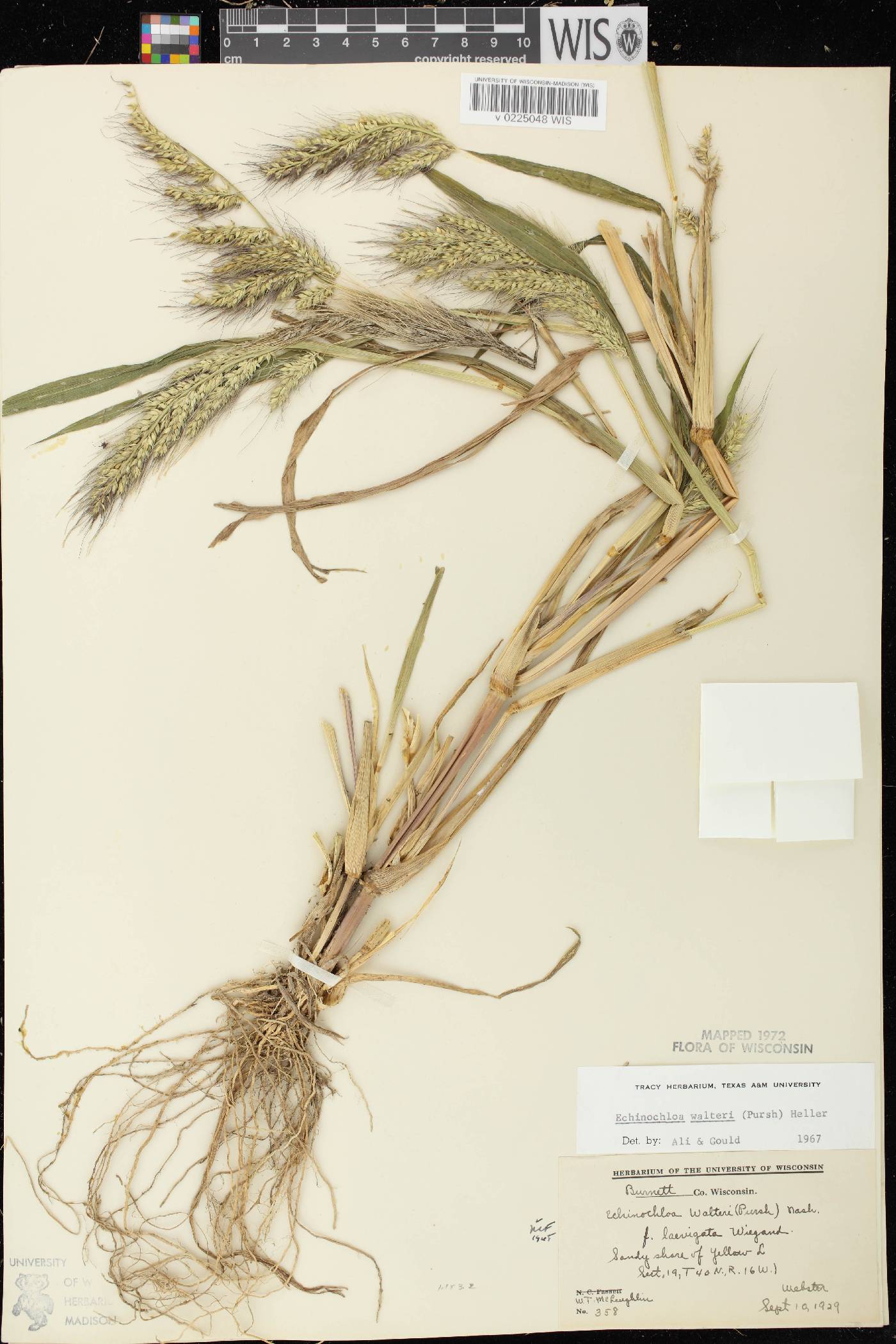 Echinochloa walteri image