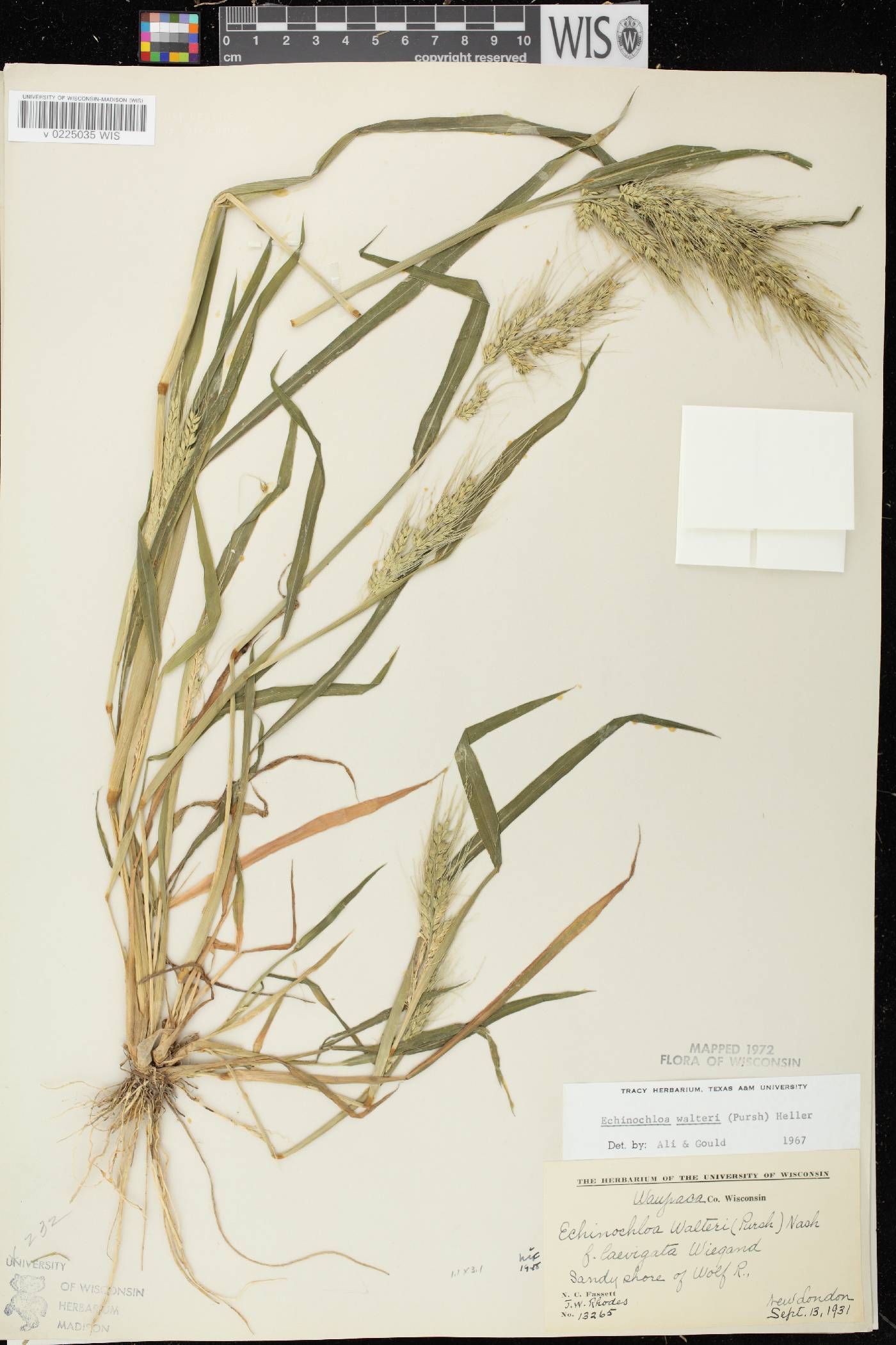 Echinochloa walteri image