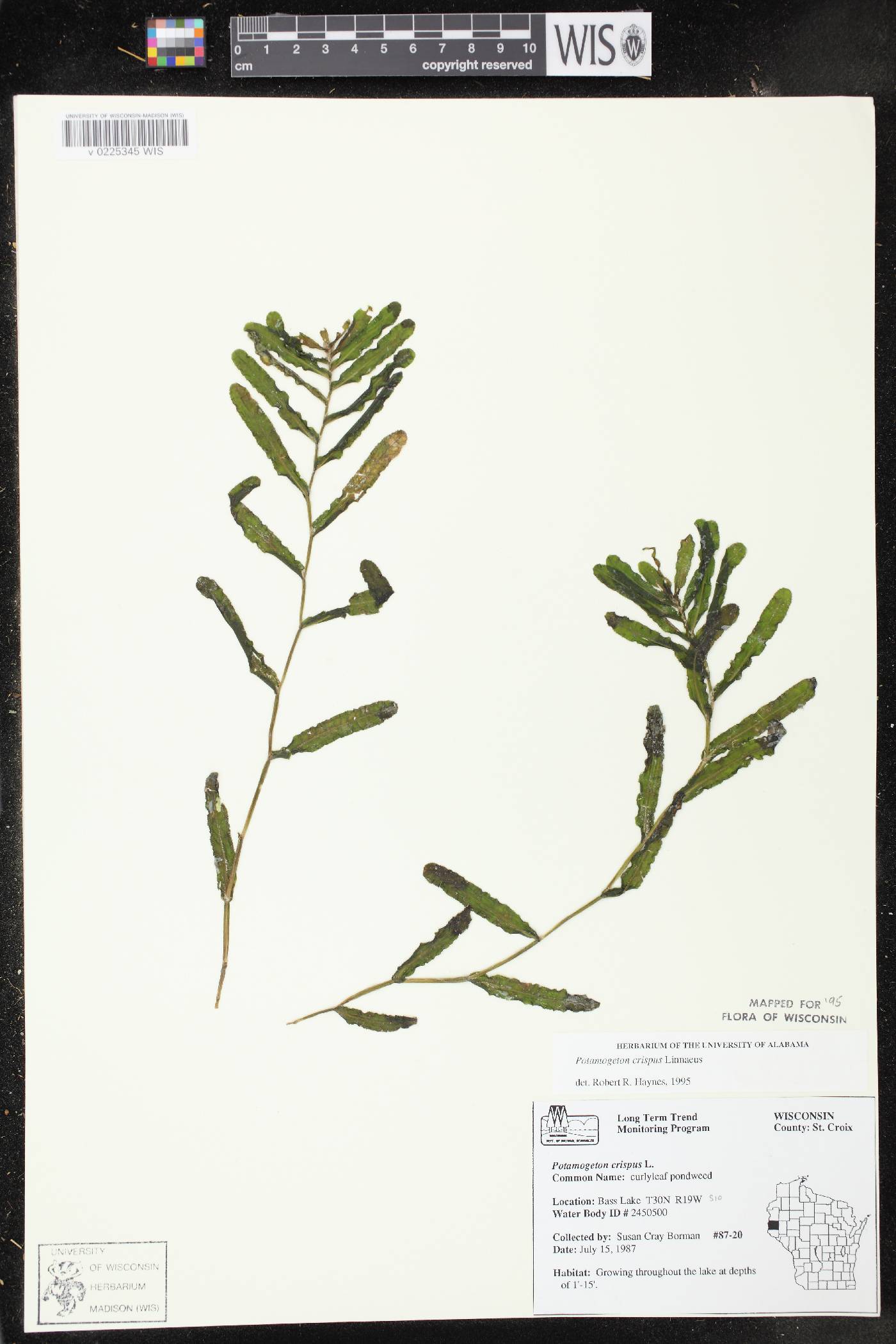 Potamogeton crispus image
