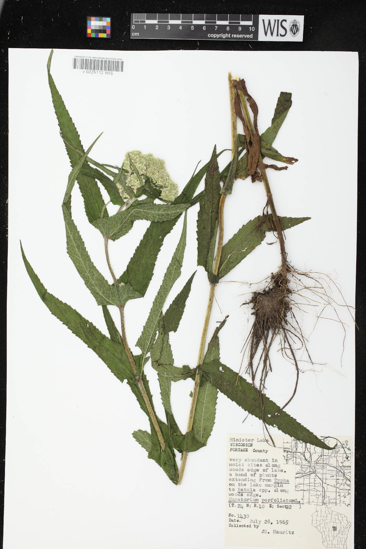 Eupatorium perfoliatum image