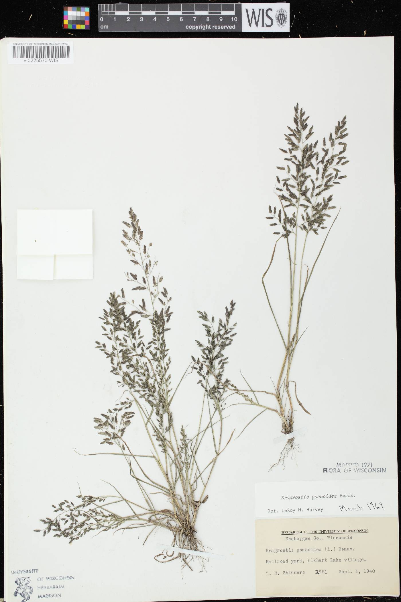 Eragrostis minor image