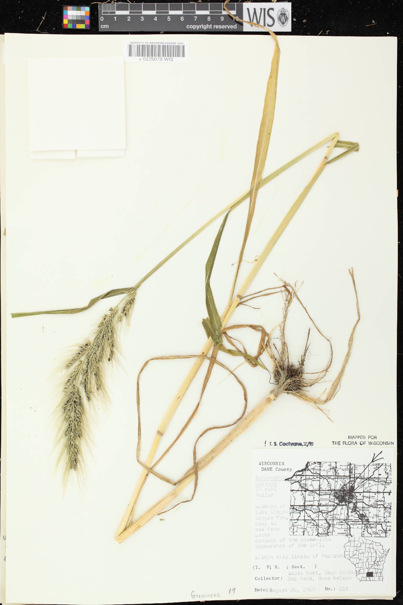 Echinochloa walteri image