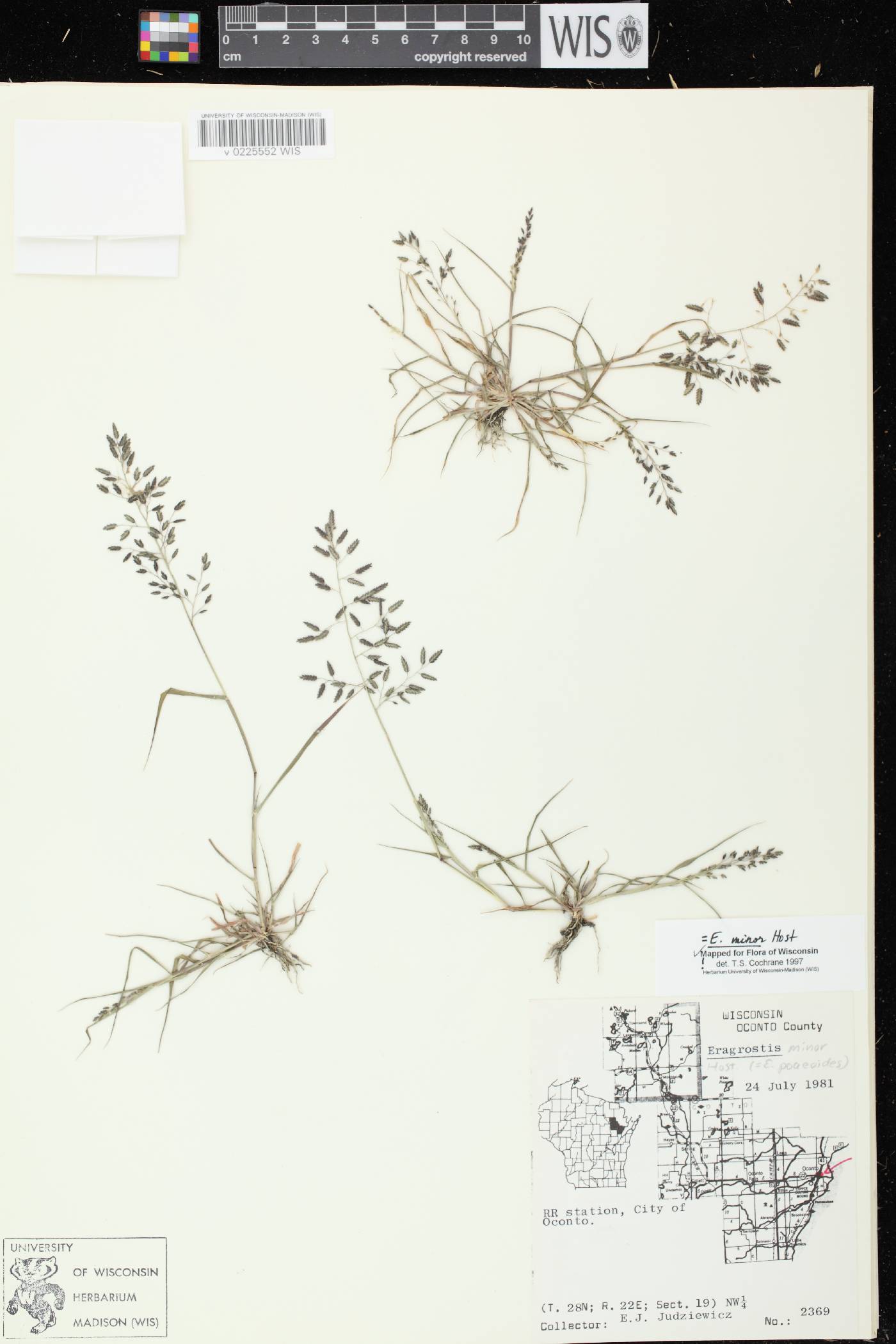 Eragrostis minor image