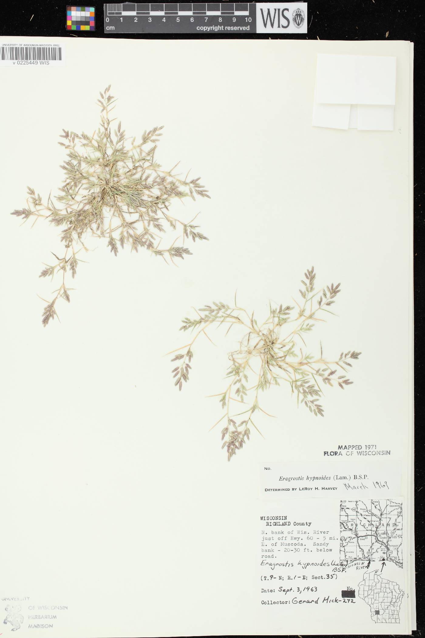 Eragrostis hypnoides image