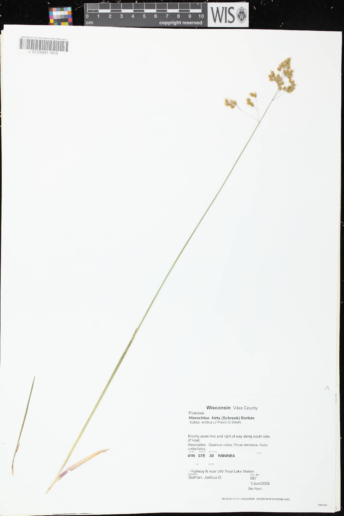 Anthoxanthum hirtum subsp. arcticum image