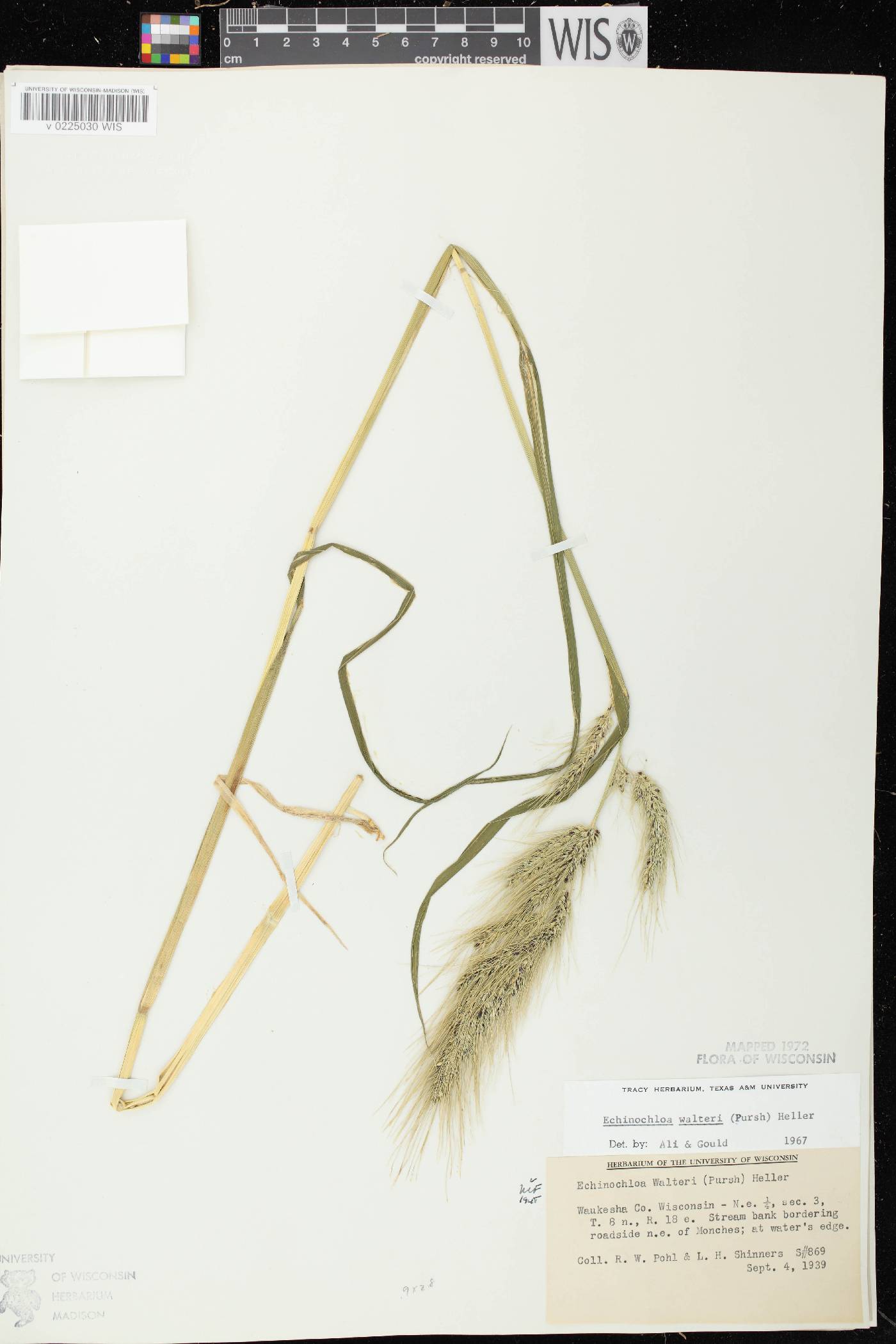 Echinochloa walteri image