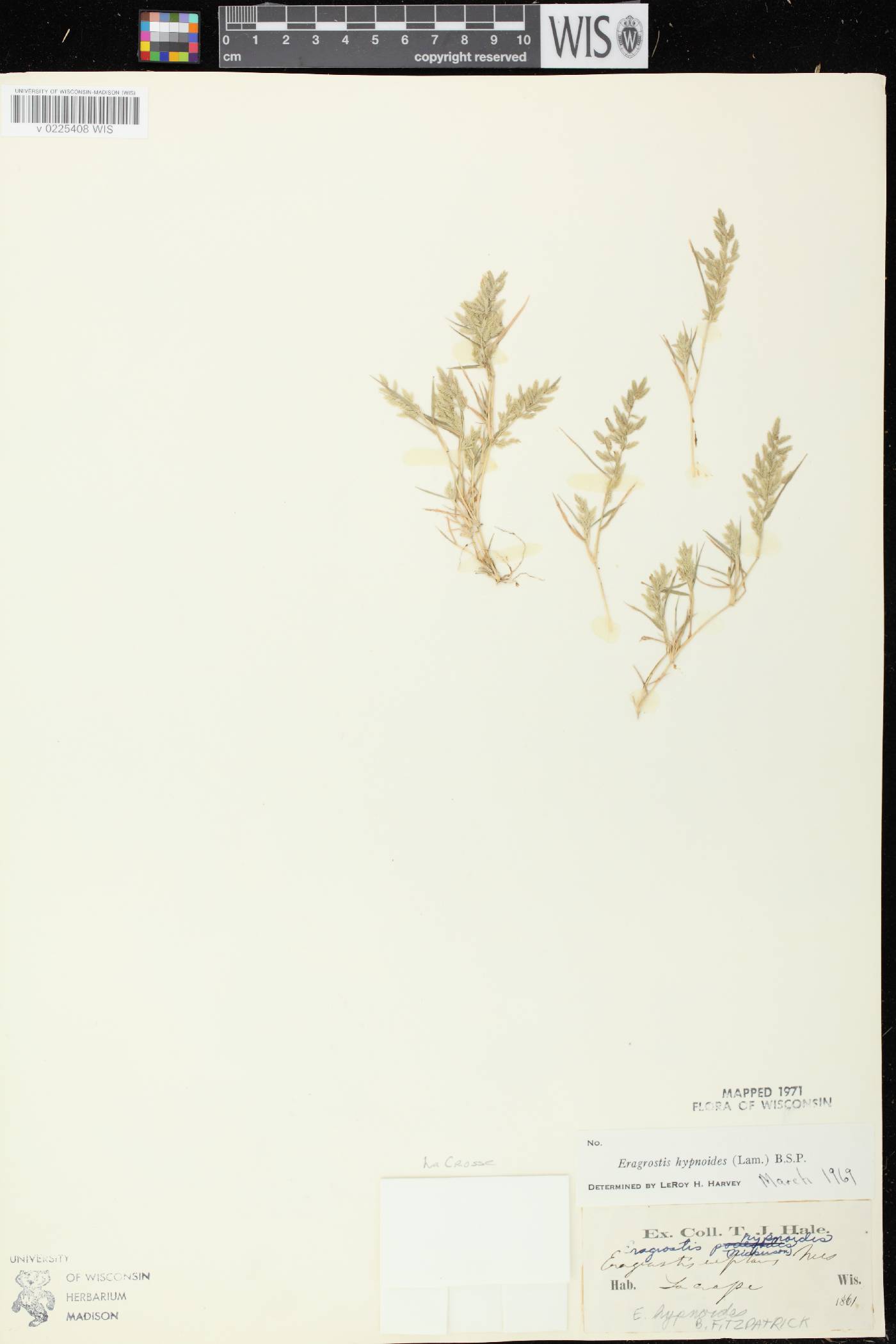 Eragrostis hypnoides image