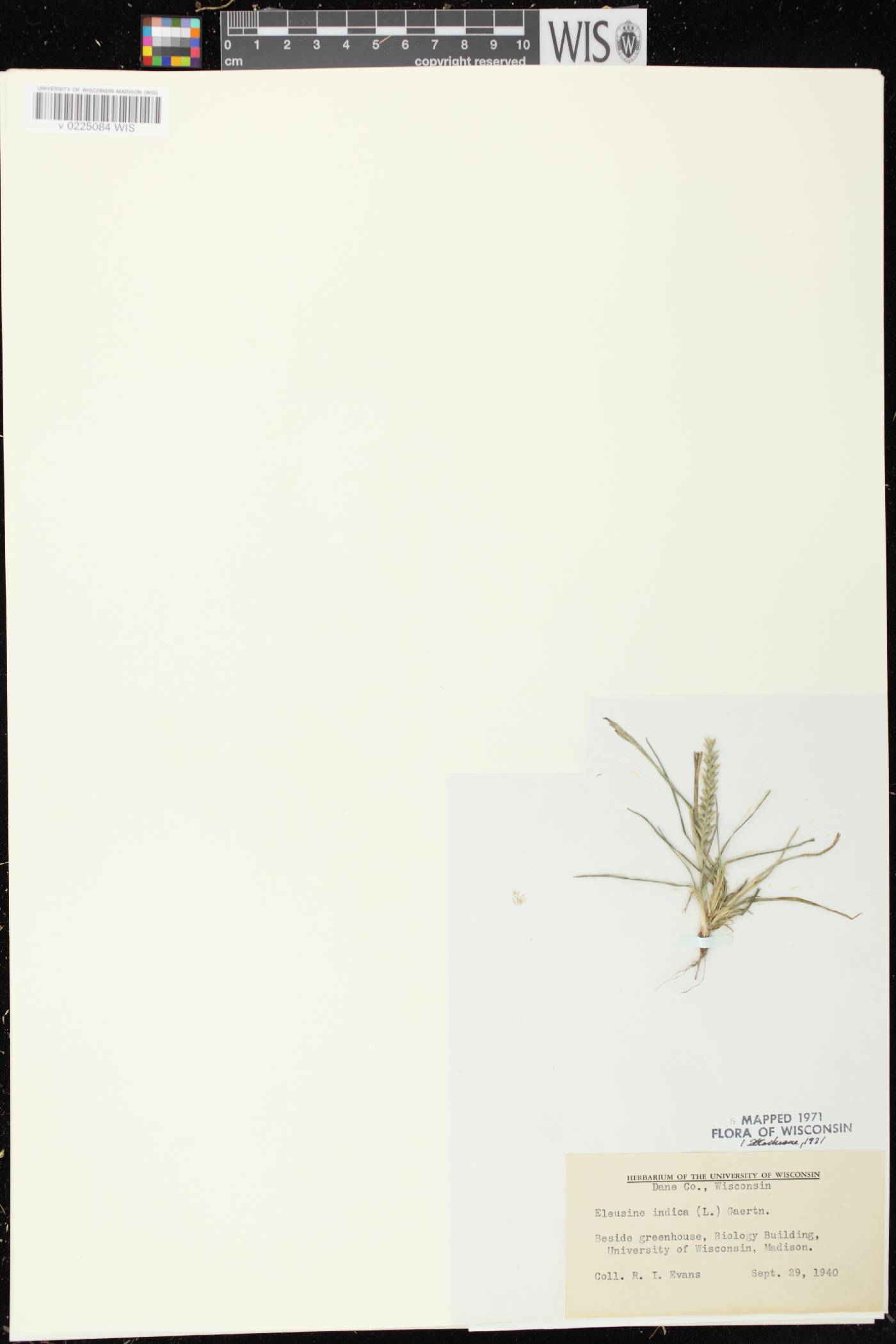 Eleusine indica image
