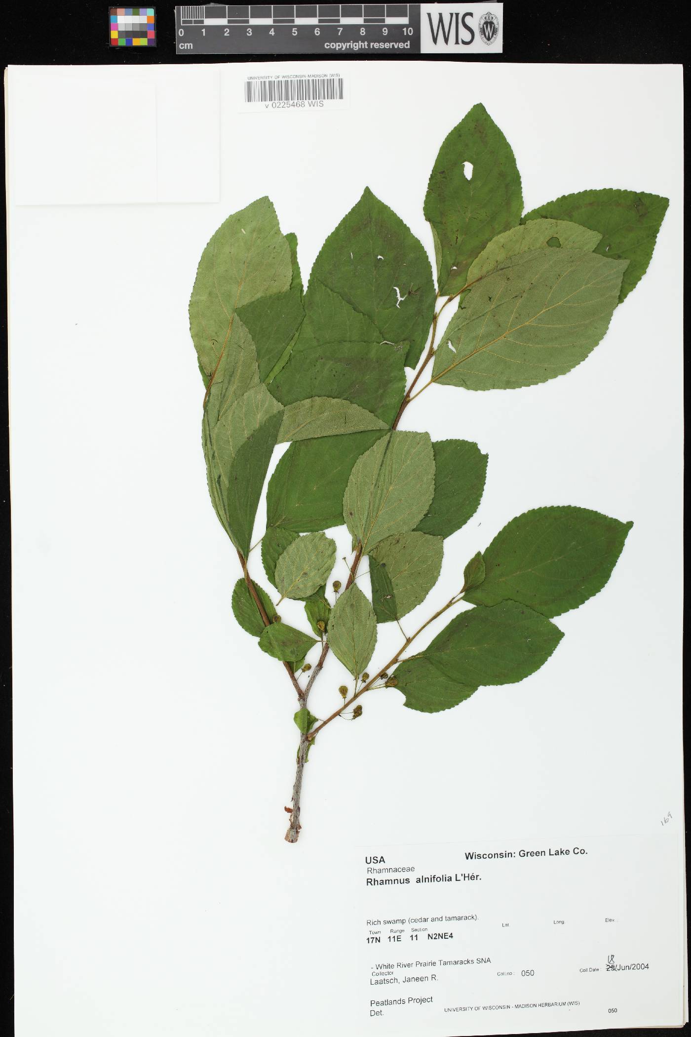 Rhamnus alnifolia image