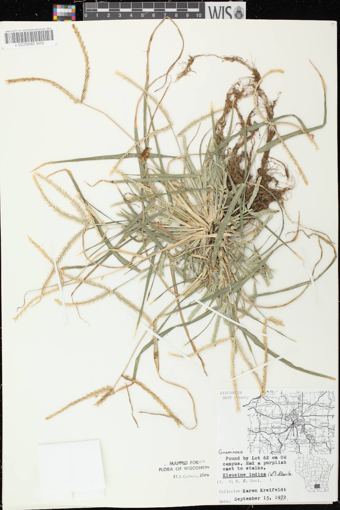 Eleusine indica image