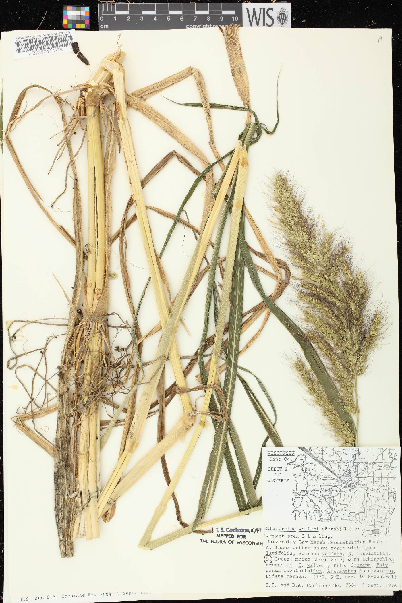 Echinochloa walteri image