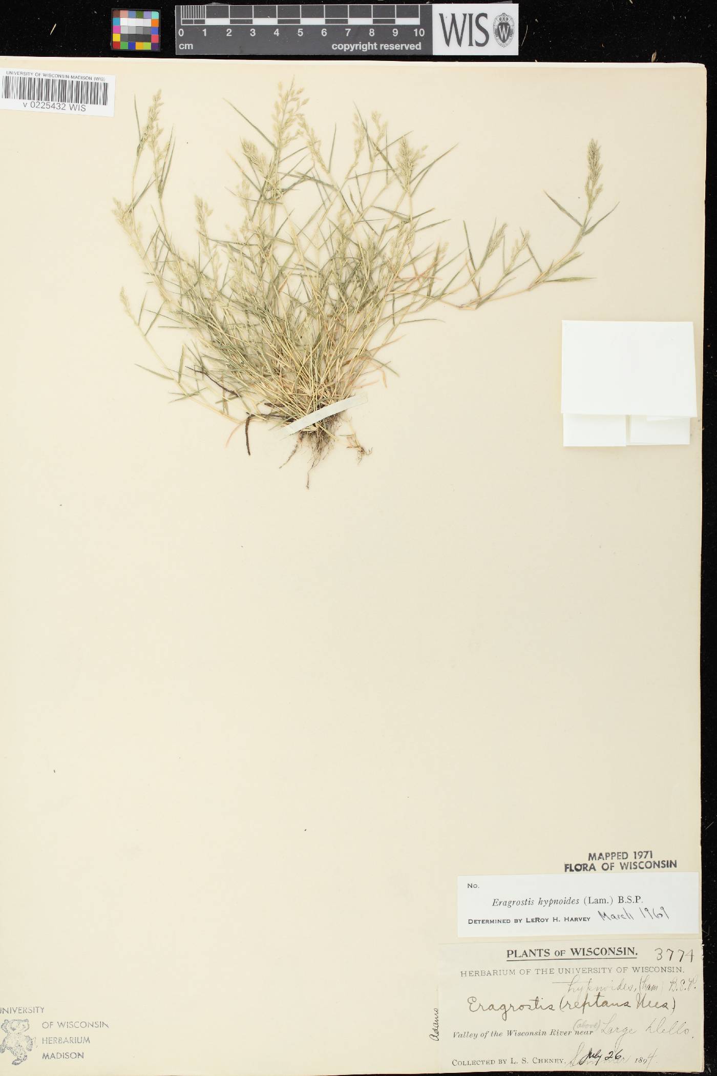 Eragrostis hypnoides image