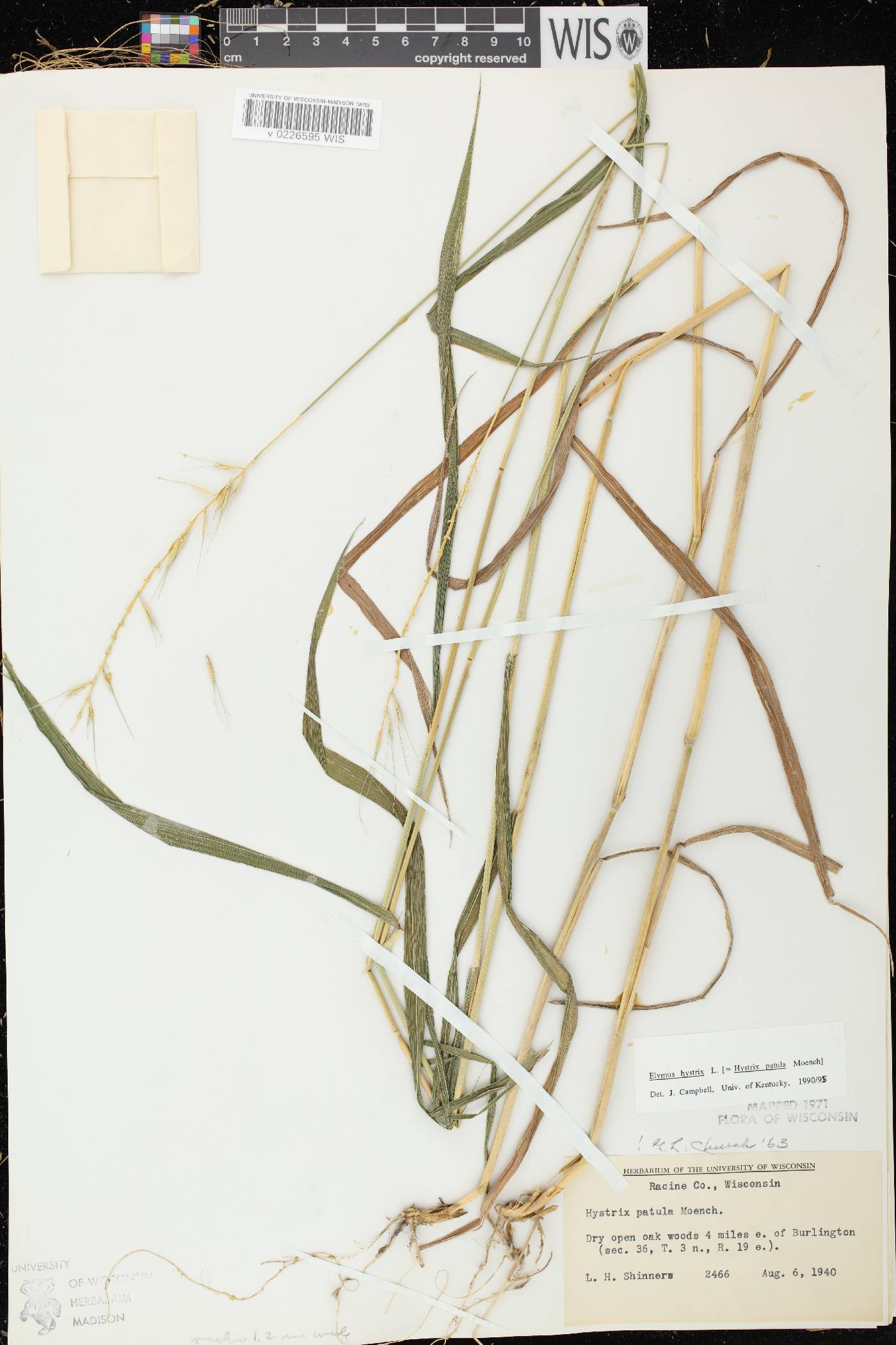 Elymus hystrix var. hystrix image