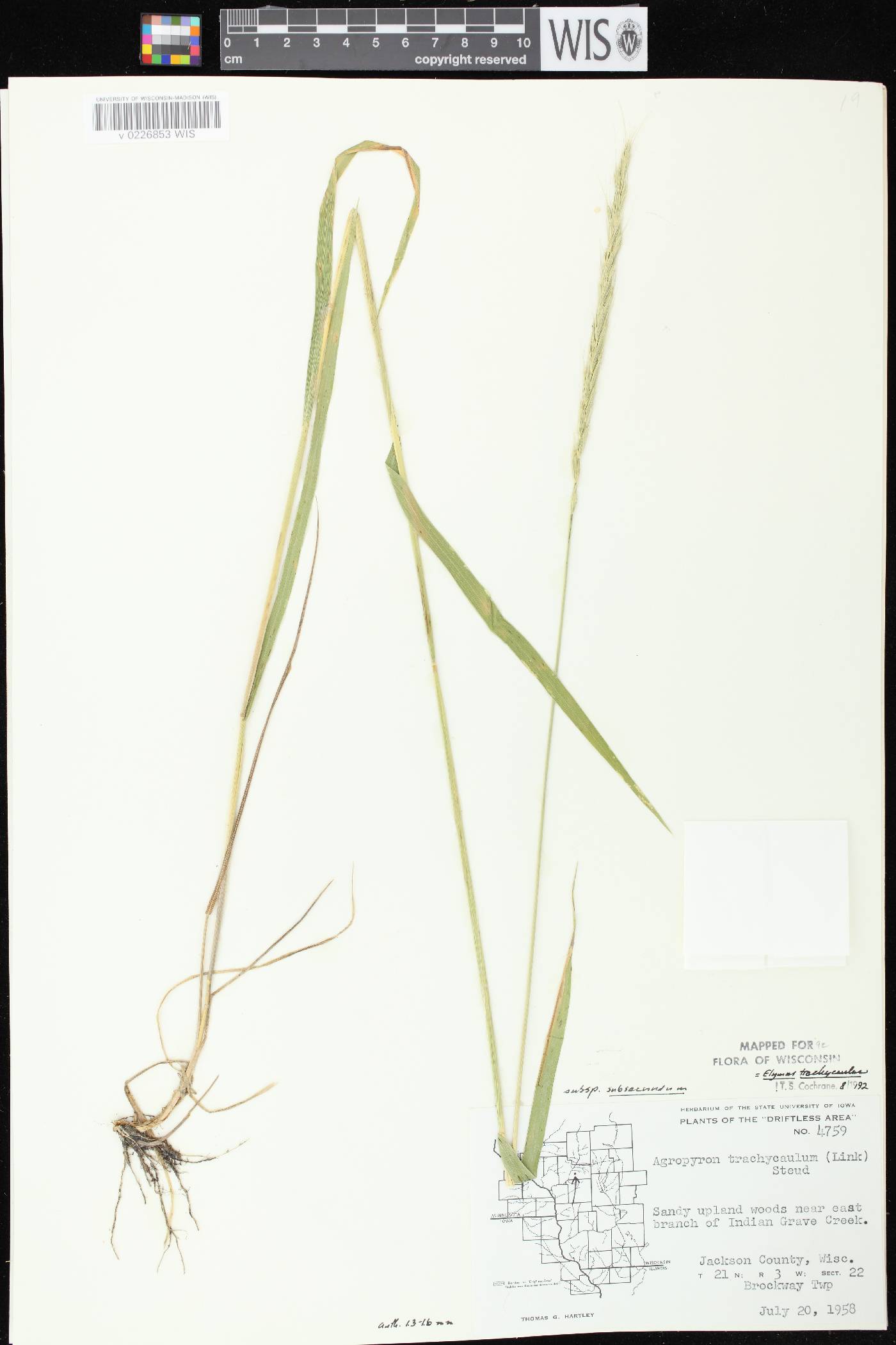 Elymus trachycaulus subsp. subsecundus image