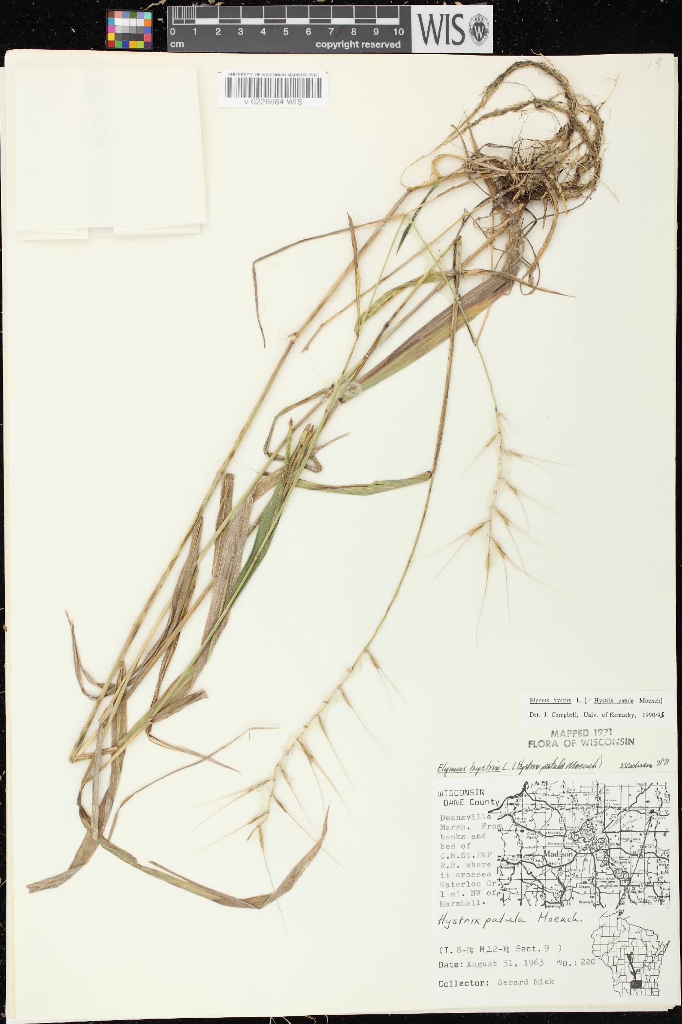 Elymus hystrix var. hystrix image