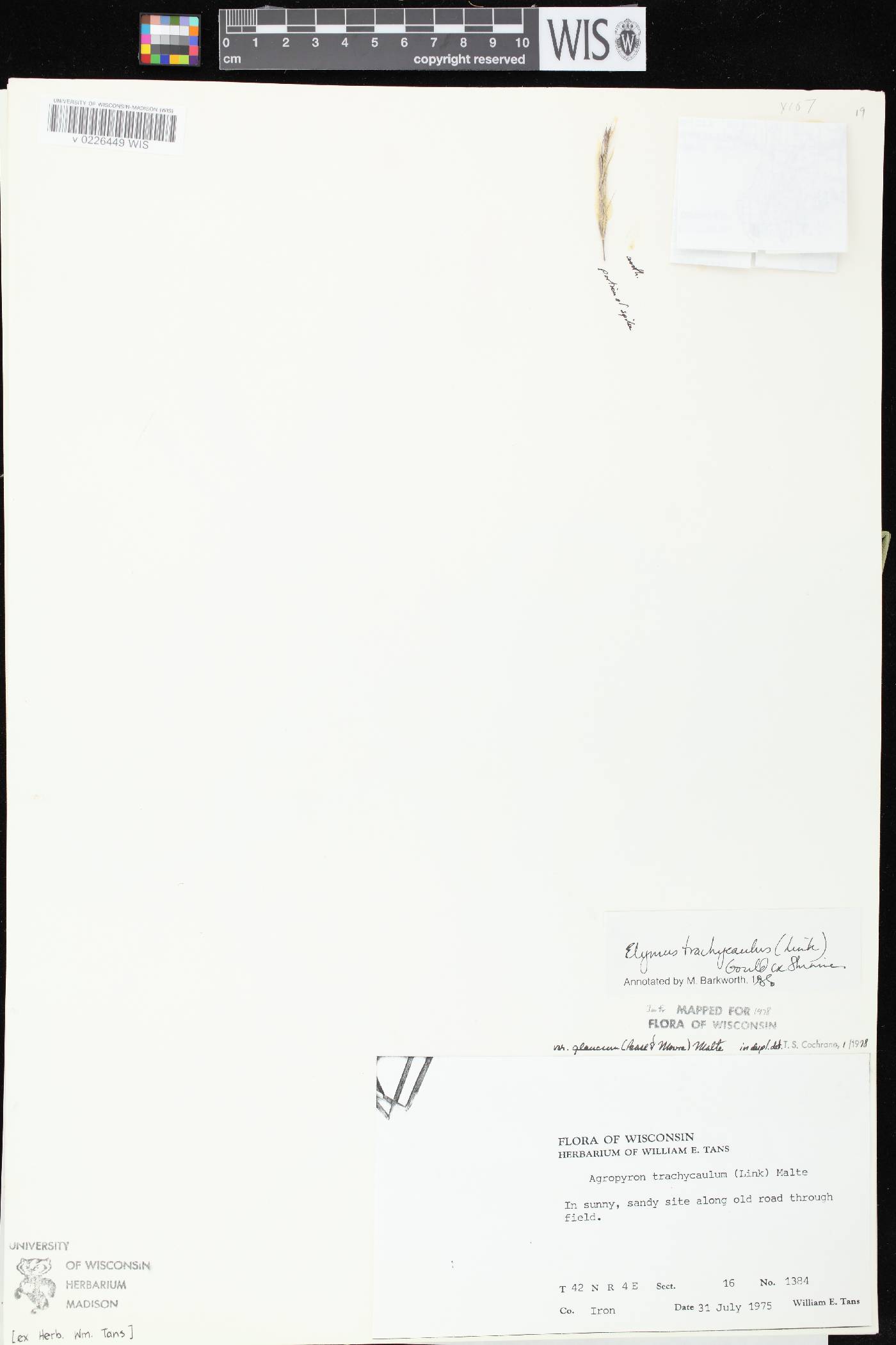 Elymus trachycaulus subsp. subsecundus image