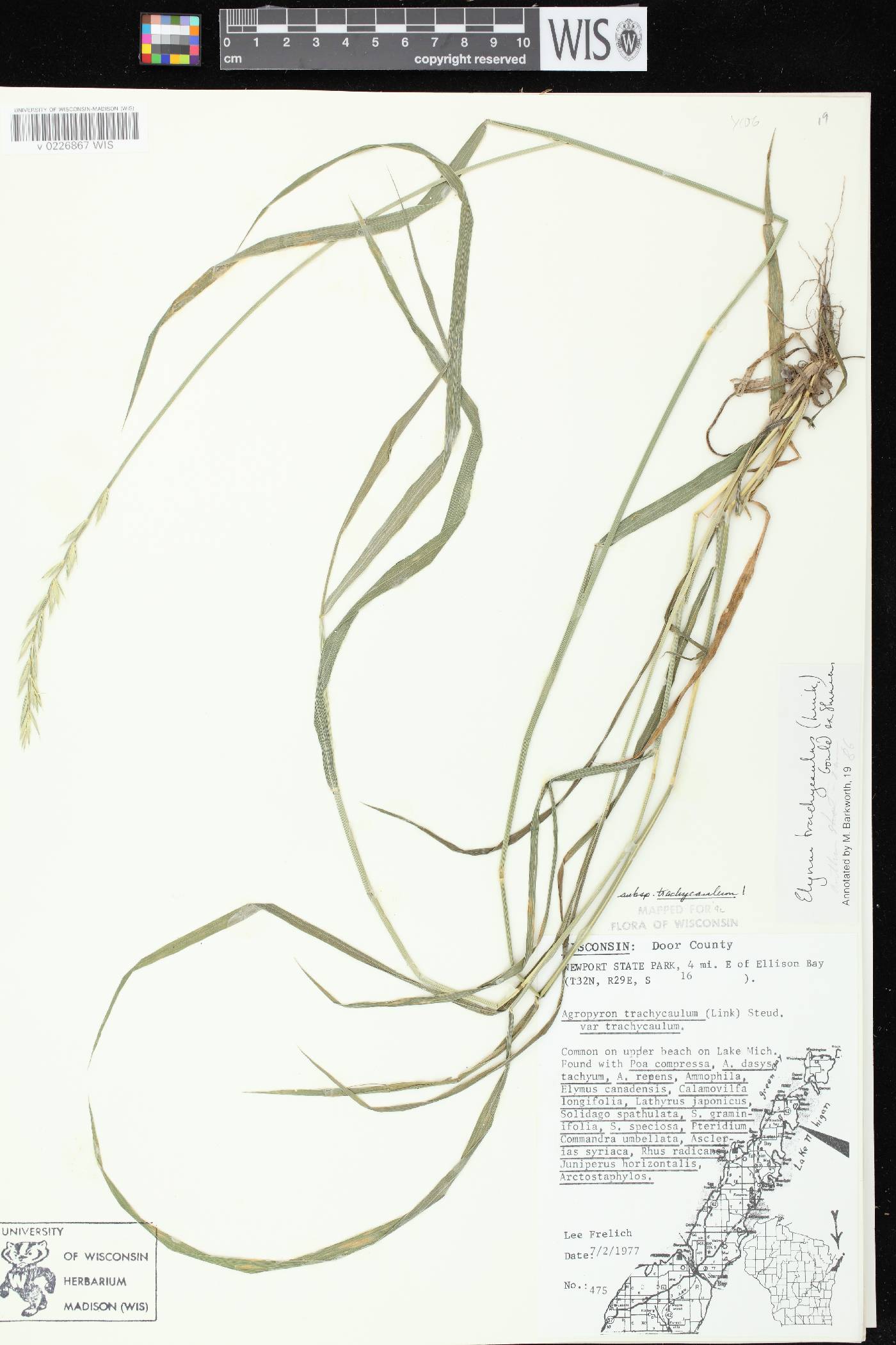 Elymus trachycaulus subsp. trachycaulus image