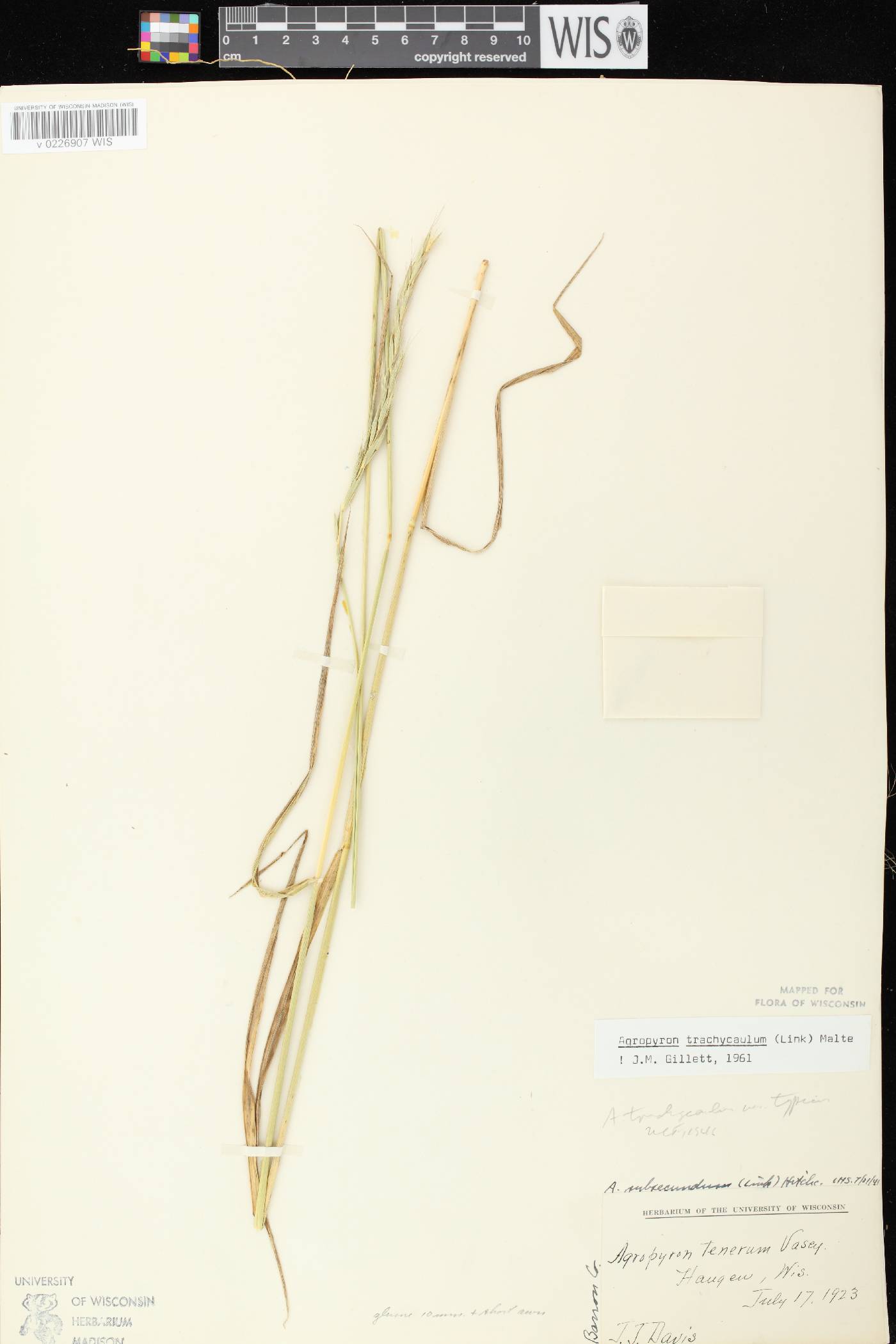 Elymus trachycaulus subsp. trachycaulus image