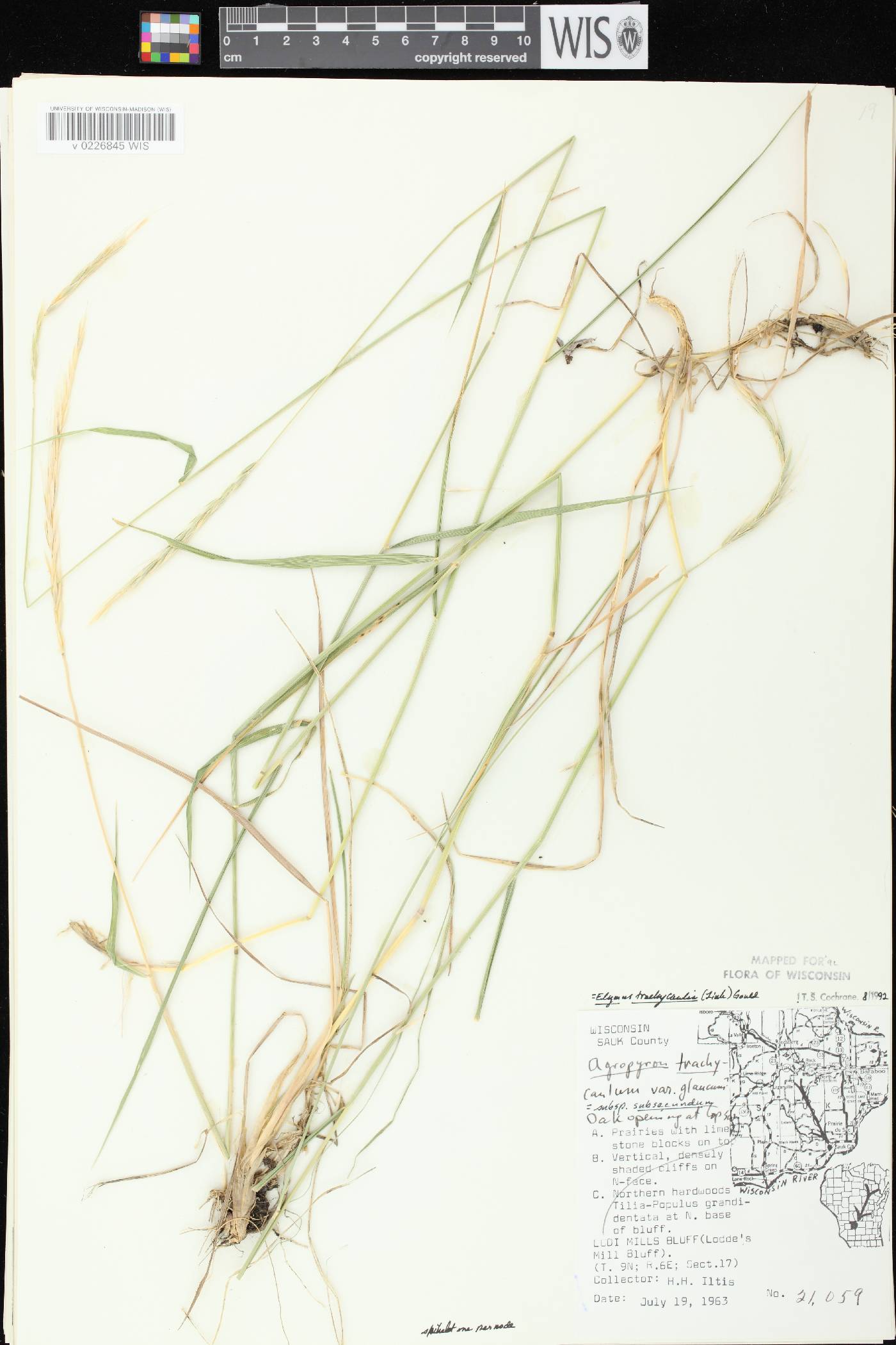 Elymus trachycaulus subsp. subsecundus image