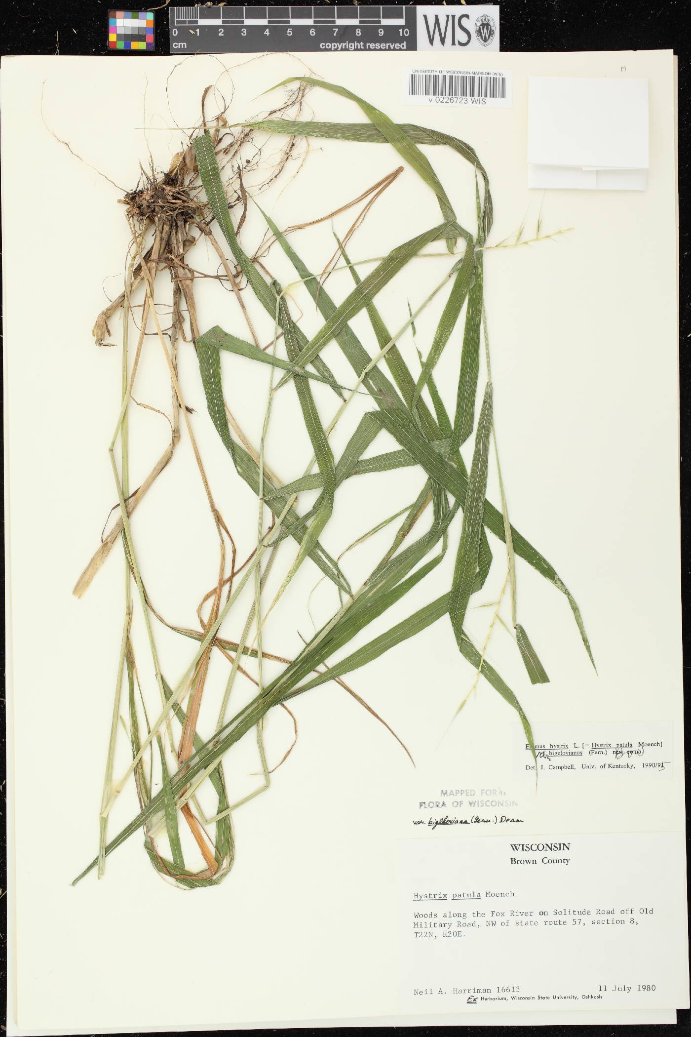 Elymus hystrix var. bigeloviana image