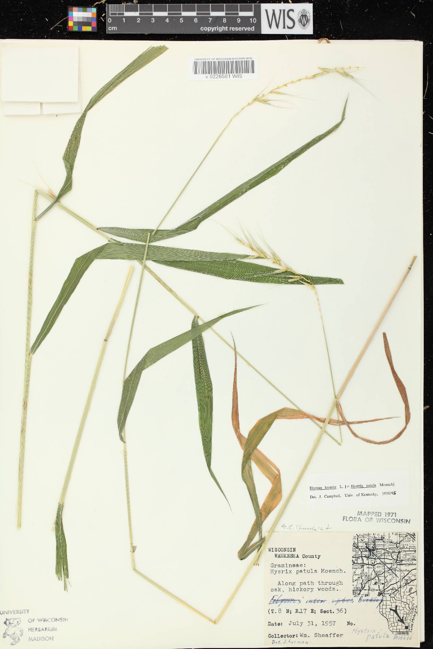 Elymus hystrix var. hystrix image