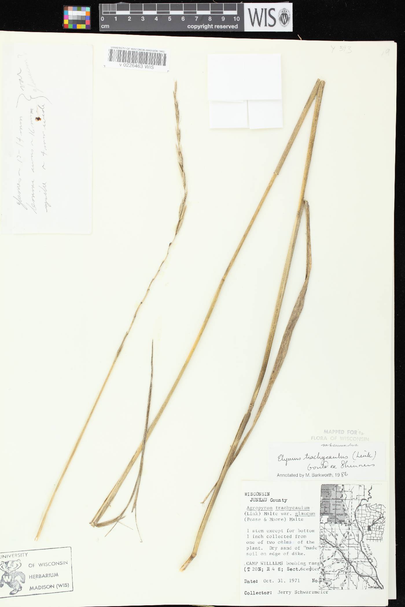 Elymus trachycaulus subsp. subsecundus image