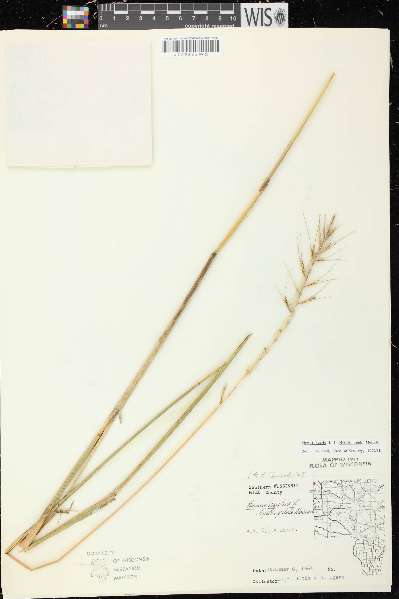 Elymus hystrix var. hystrix image