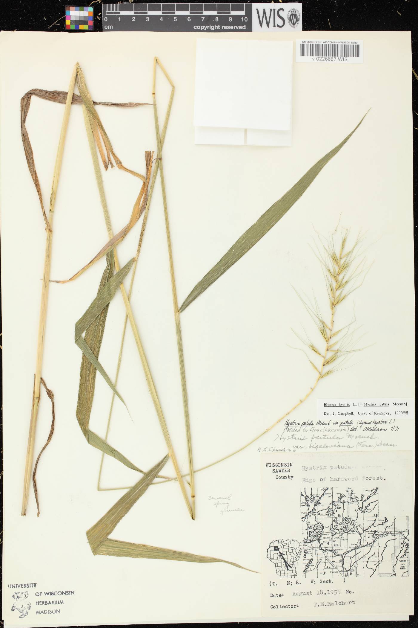 Elymus hystrix var. hystrix image