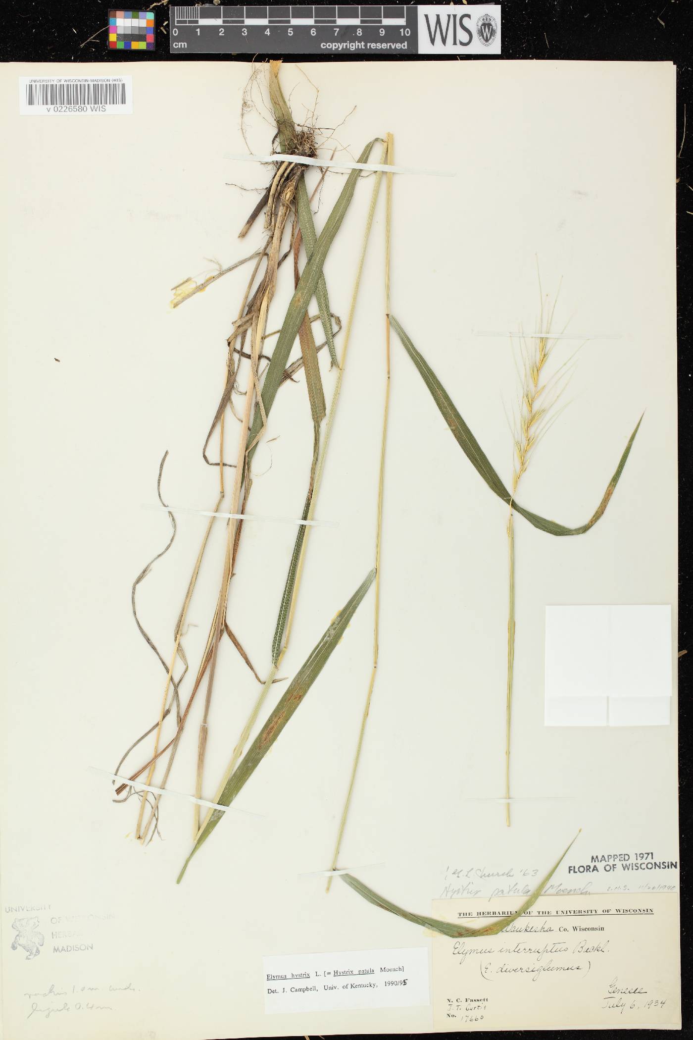 Elymus hystrix var. hystrix image