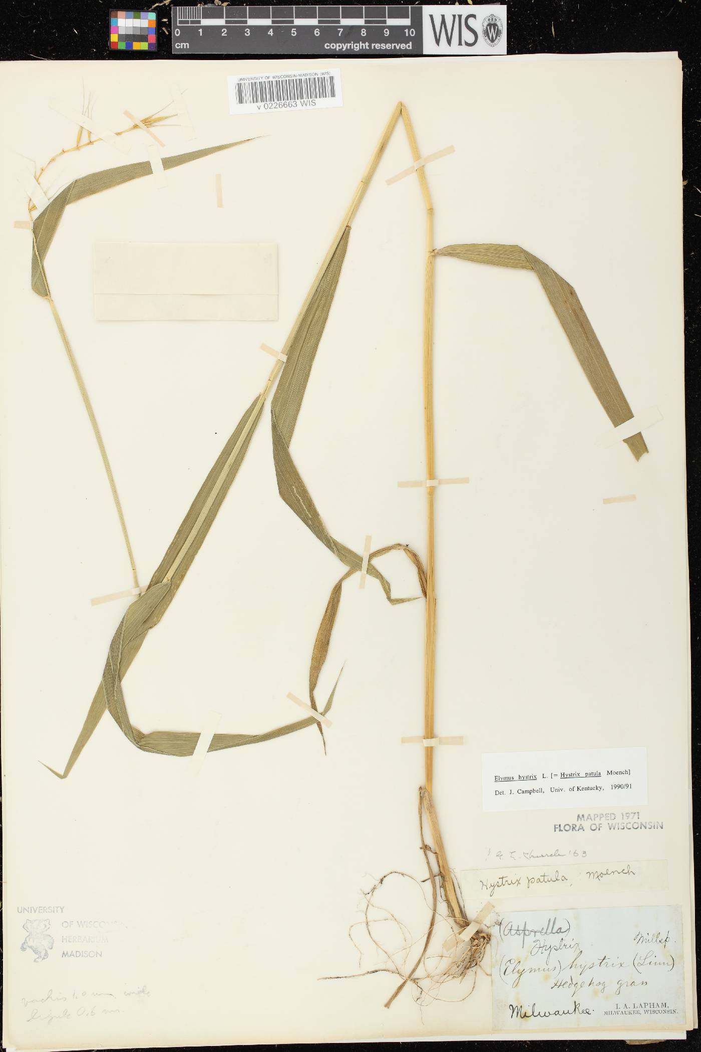 Elymus hystrix var. hystrix image