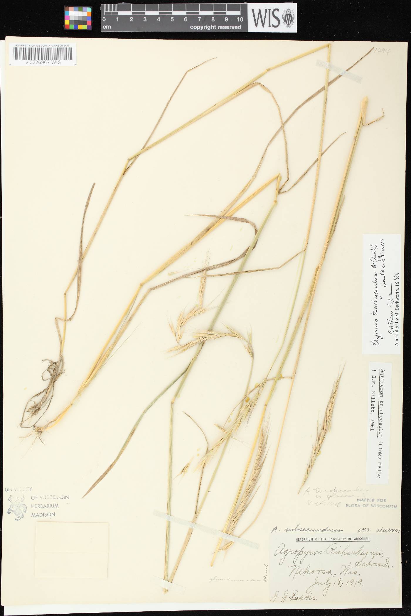 Elymus trachycaulus subsp. subsecundus image