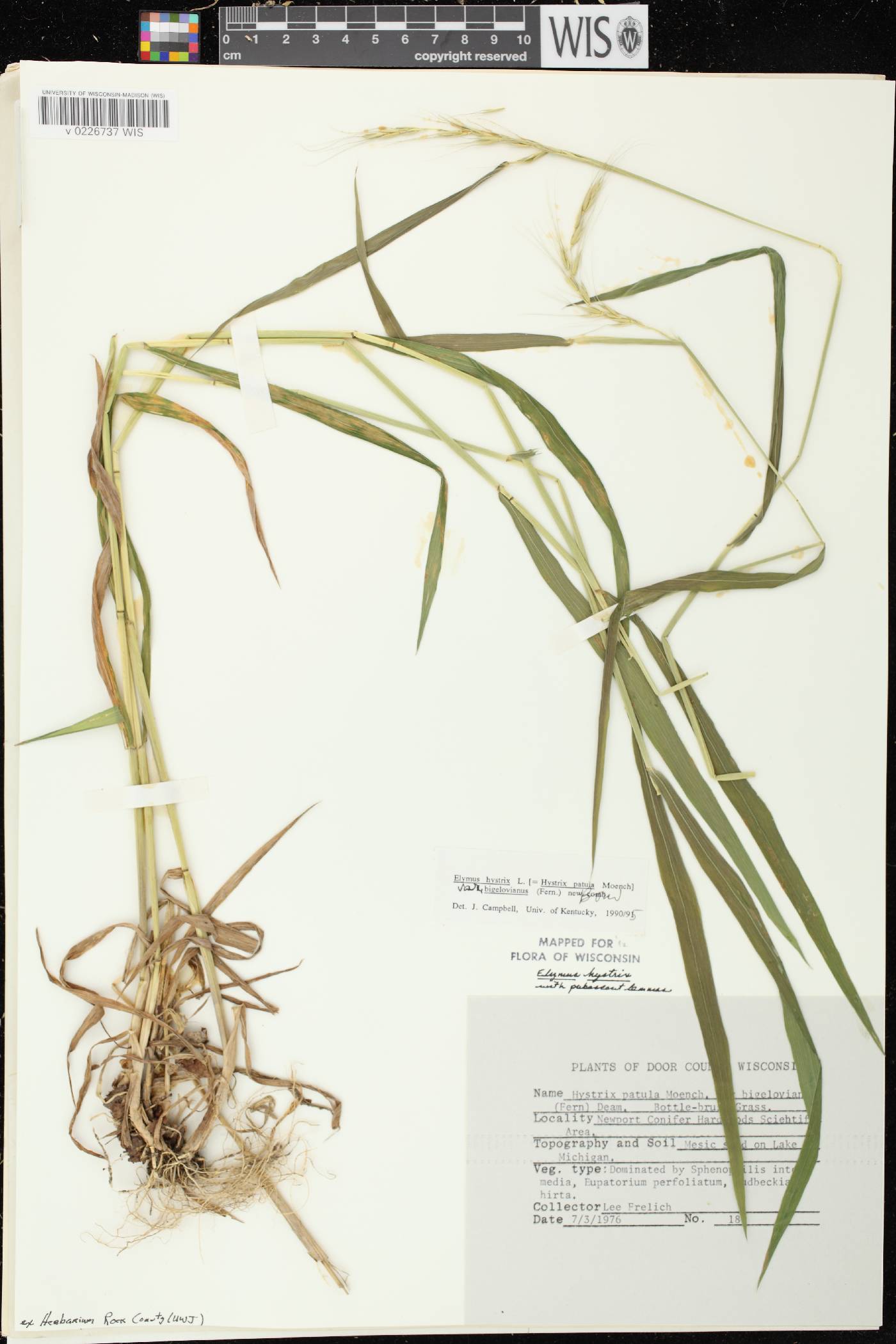 Elymus hystrix var. bigeloviana image