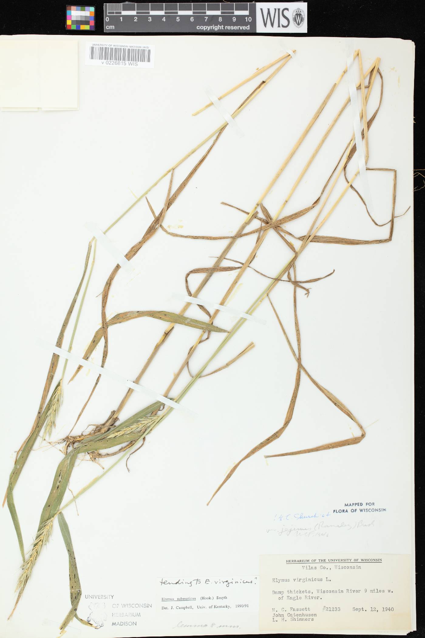 Elymus curvatus image
