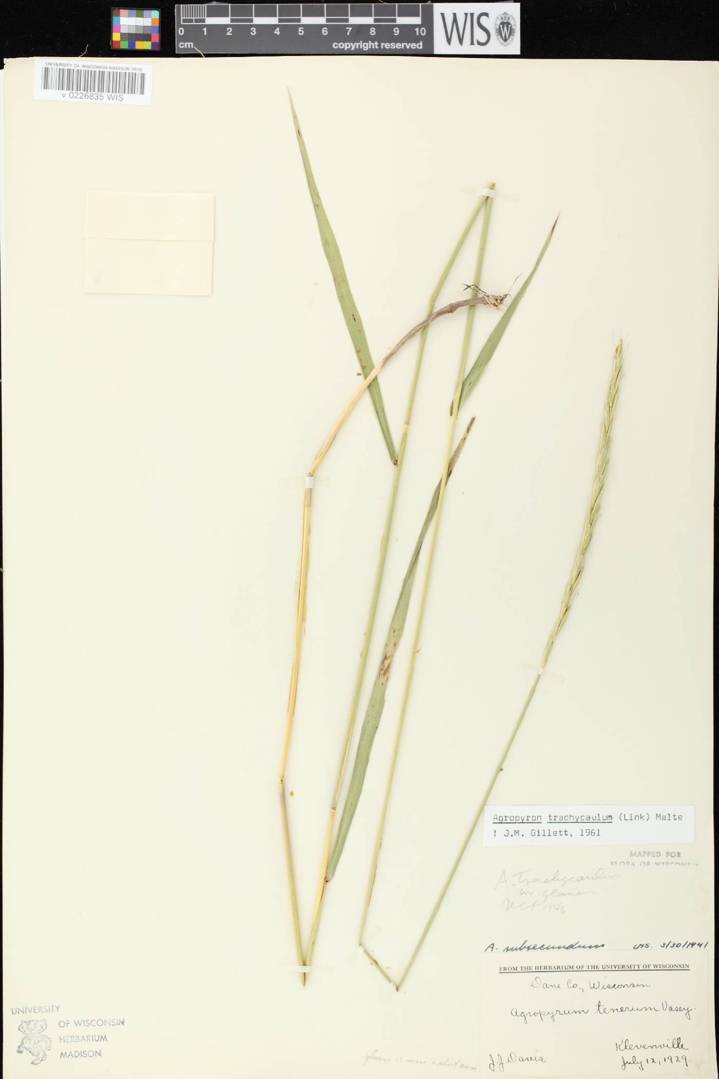 Elymus trachycaulus subsp. subsecundus image