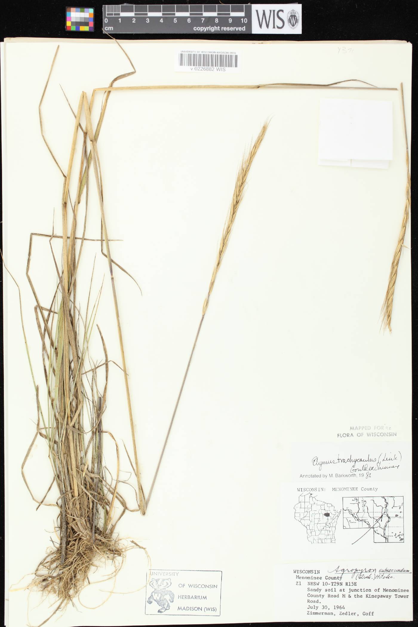 Elymus trachycaulus subsp. subsecundus image