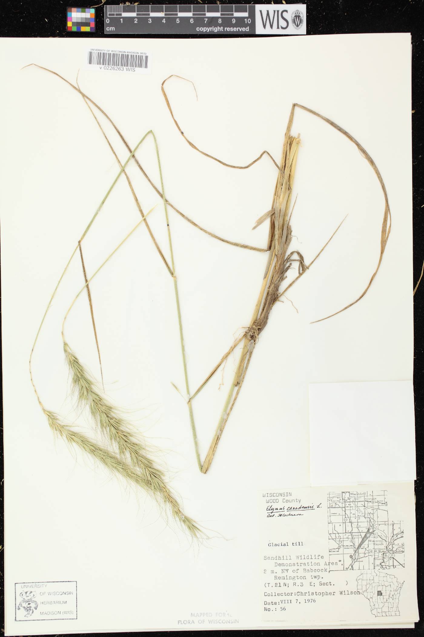 Elymus canadensis image