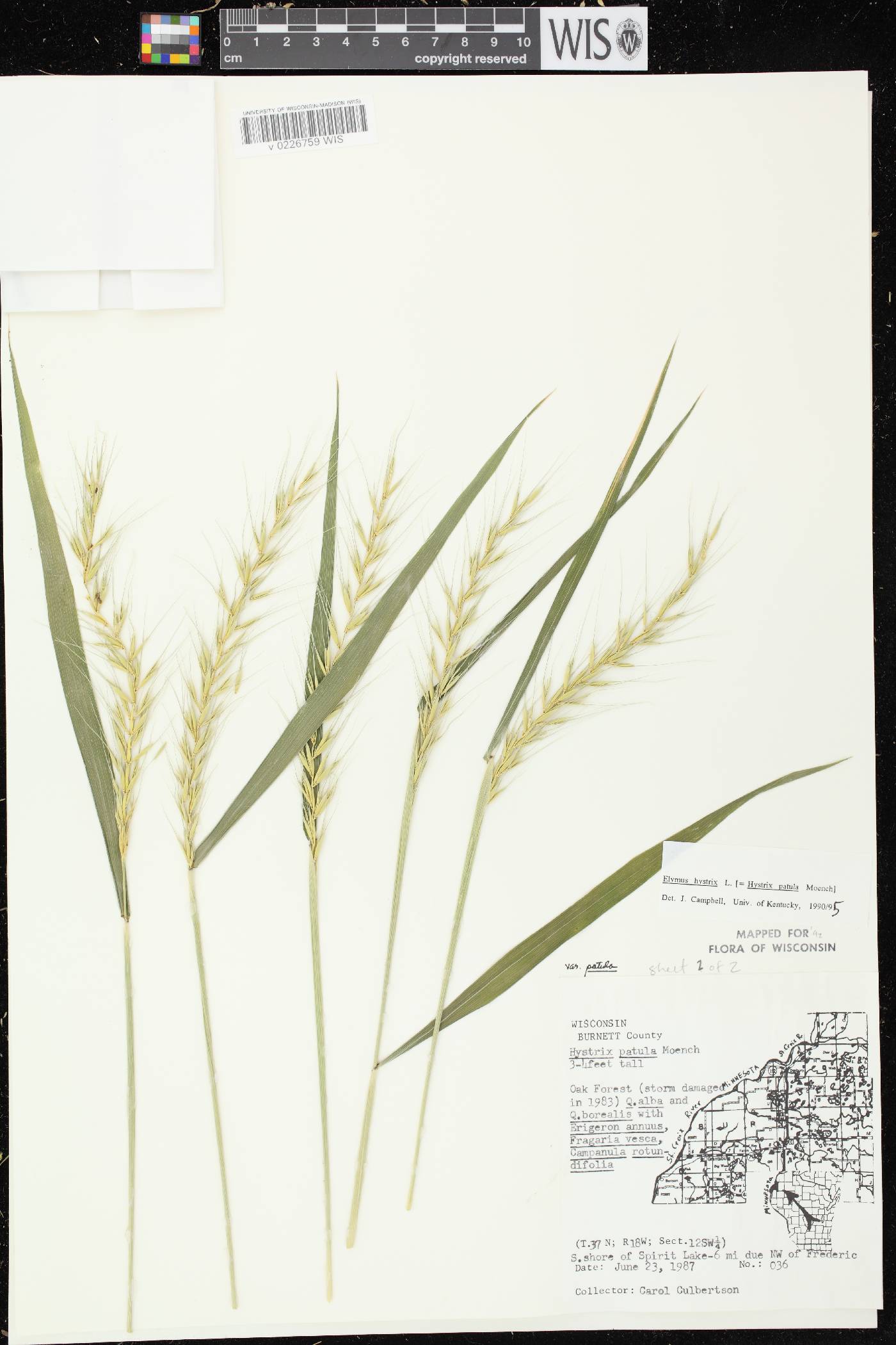 Elymus hystrix image