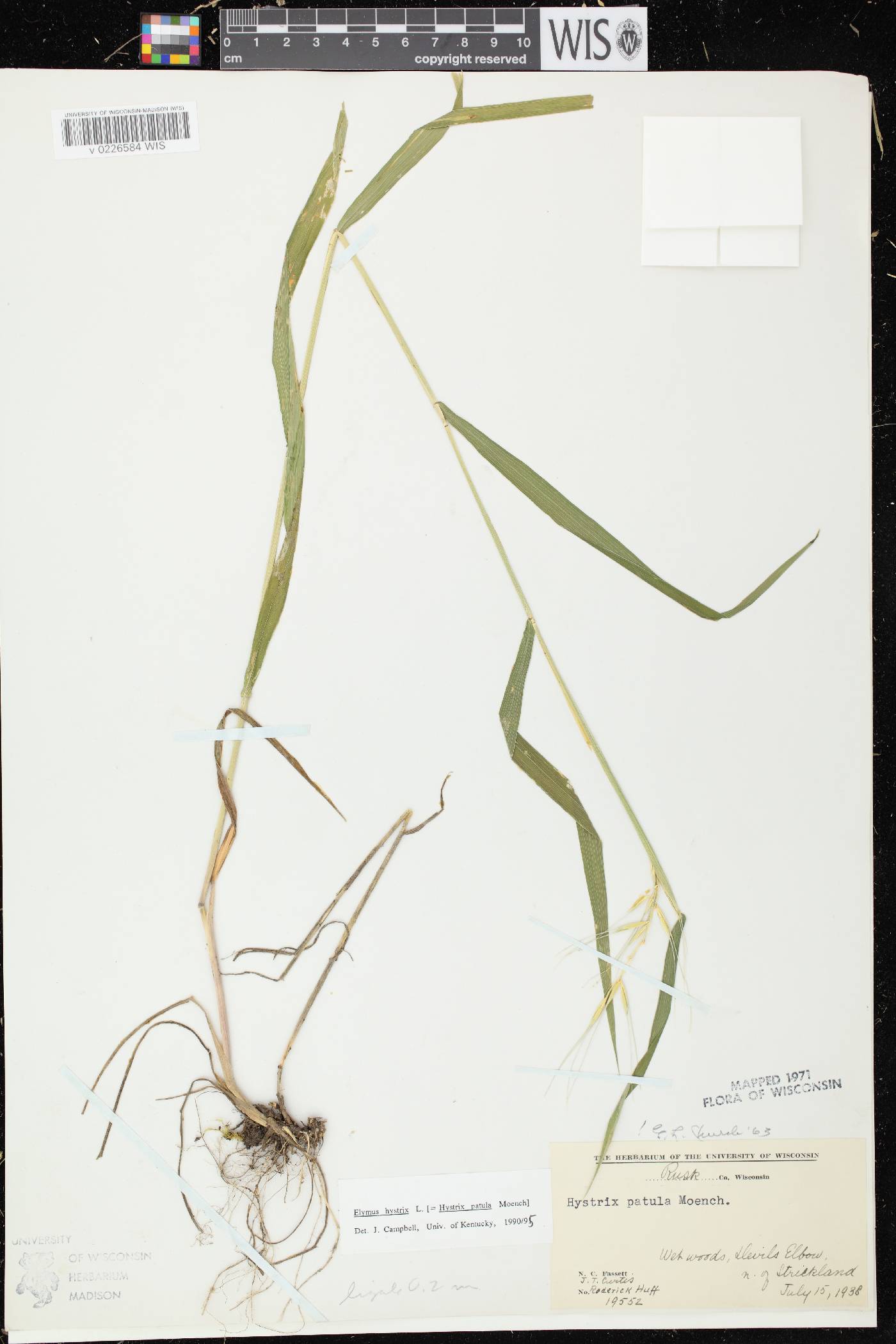Elymus hystrix var. hystrix image
