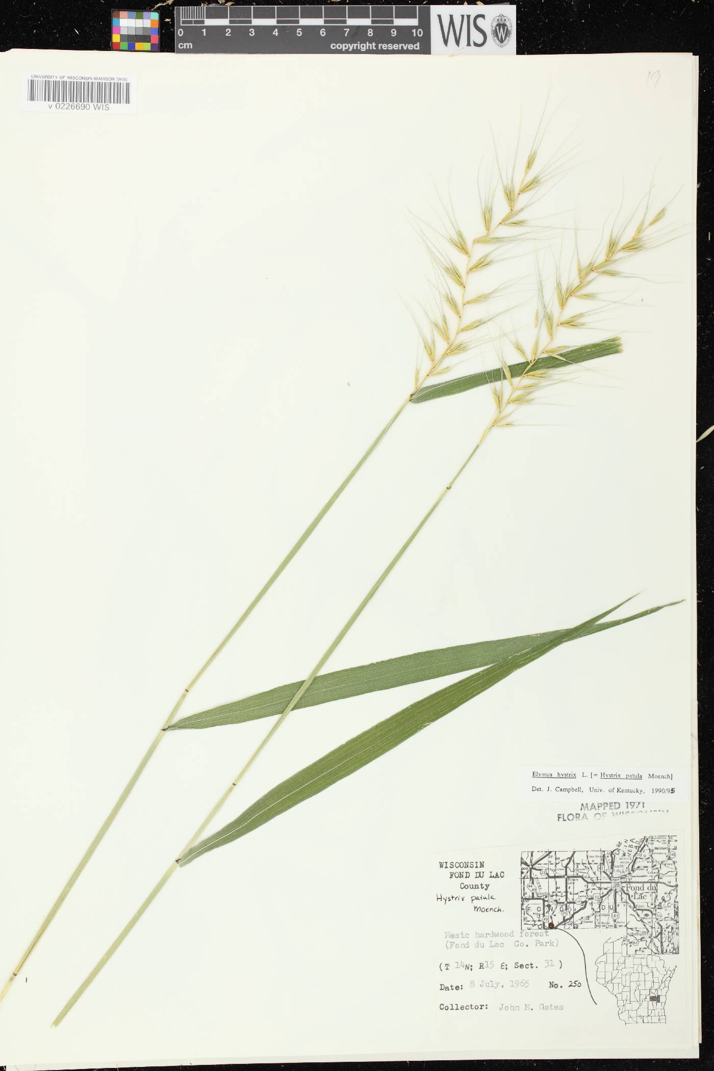 Elymus hystrix var. hystrix image
