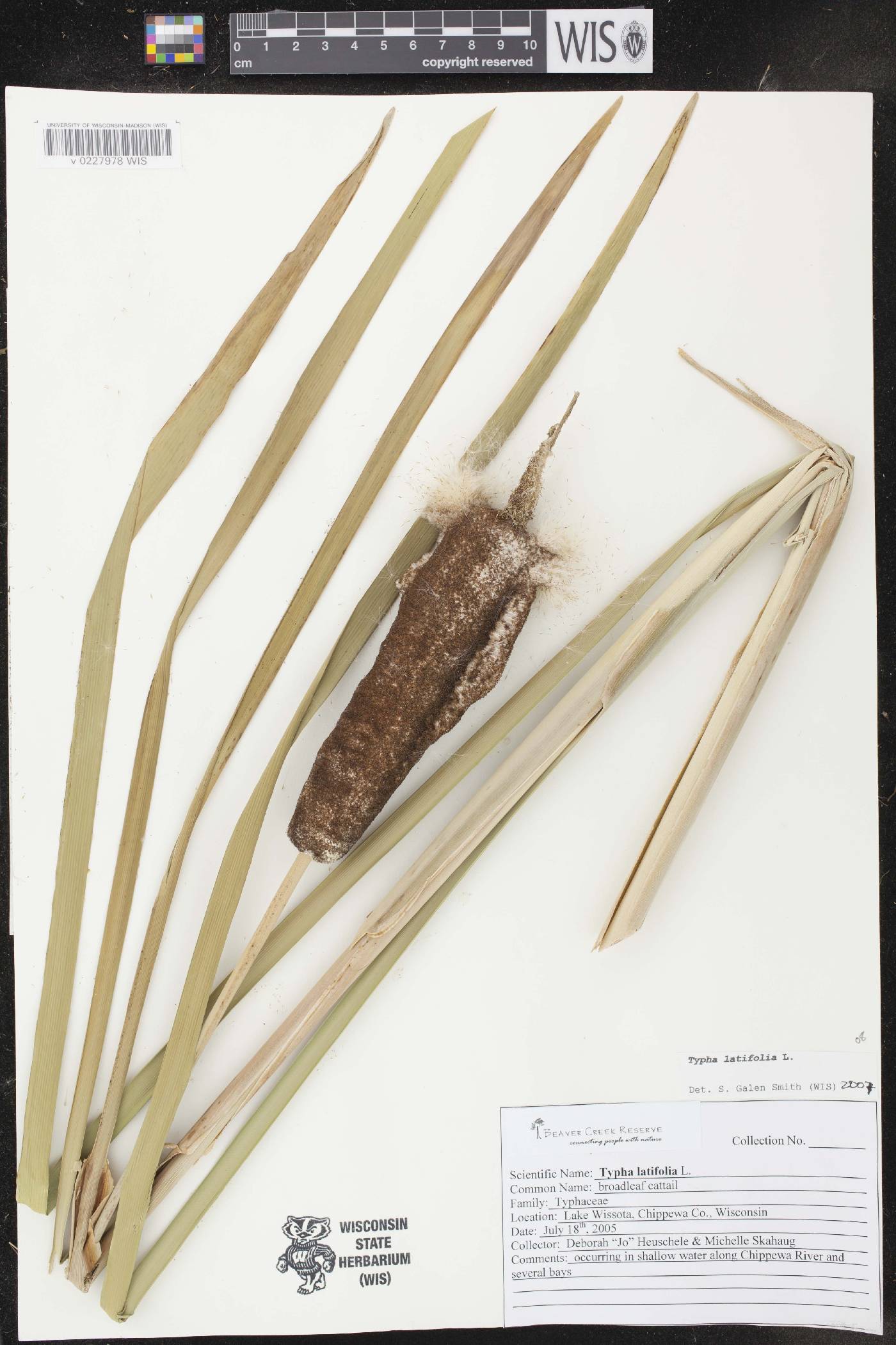 Typha latifolia image