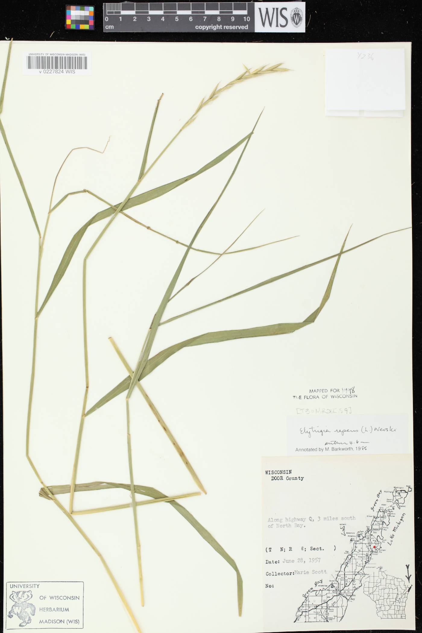 Elymus repens image