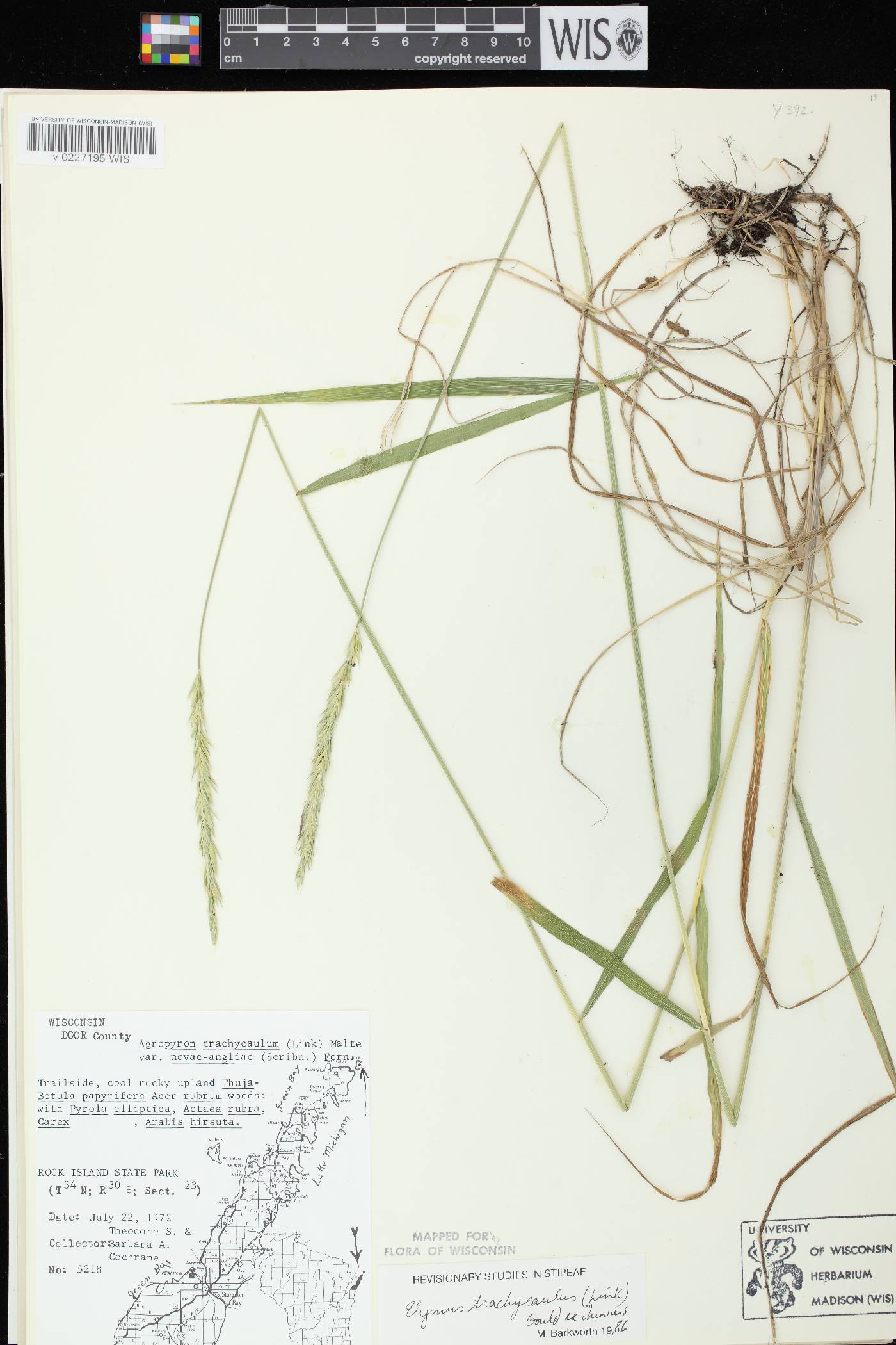 Elymus trachycaulus subsp. trachycaulus image