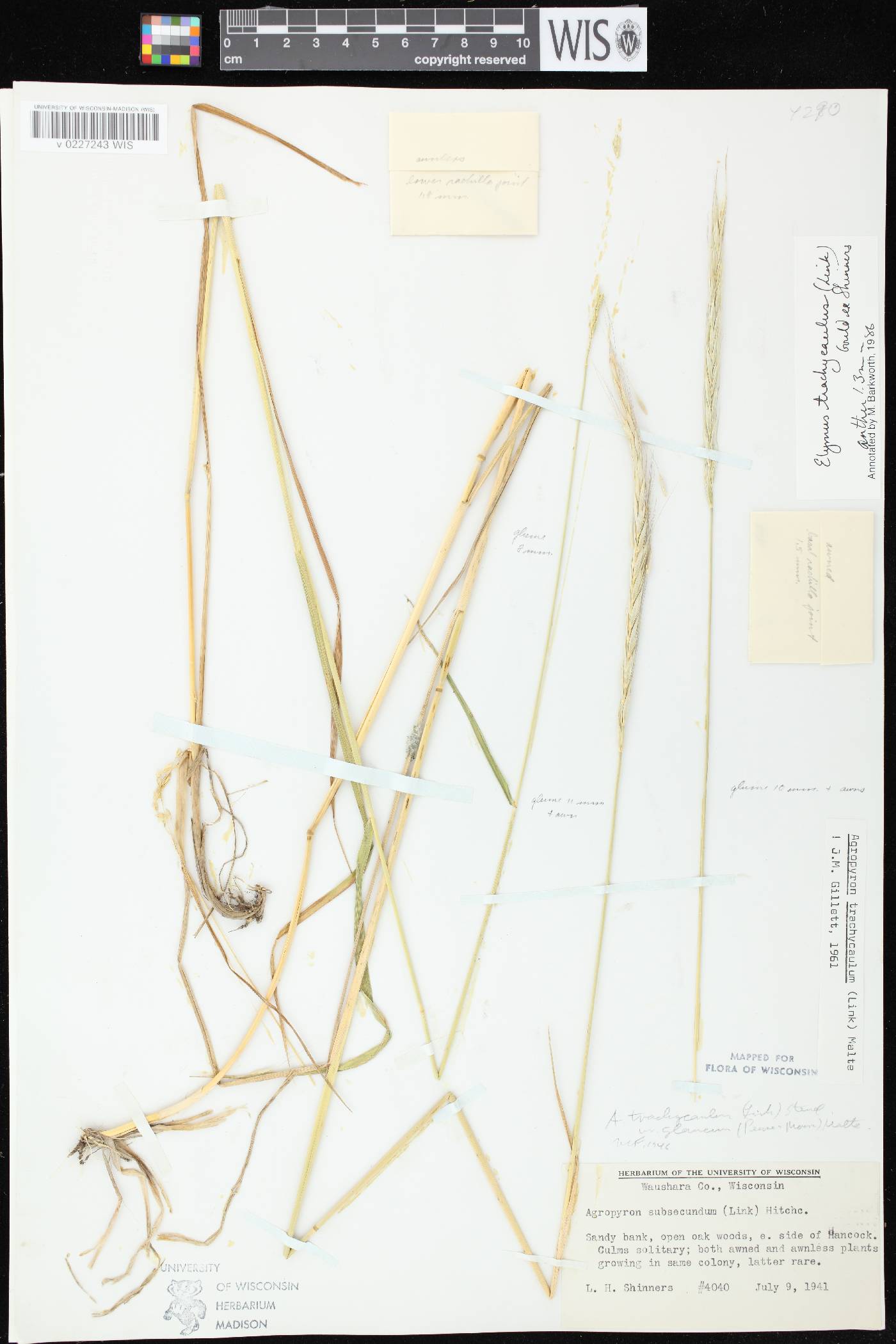 Elymus trachycaulus subsp. subsecundus image