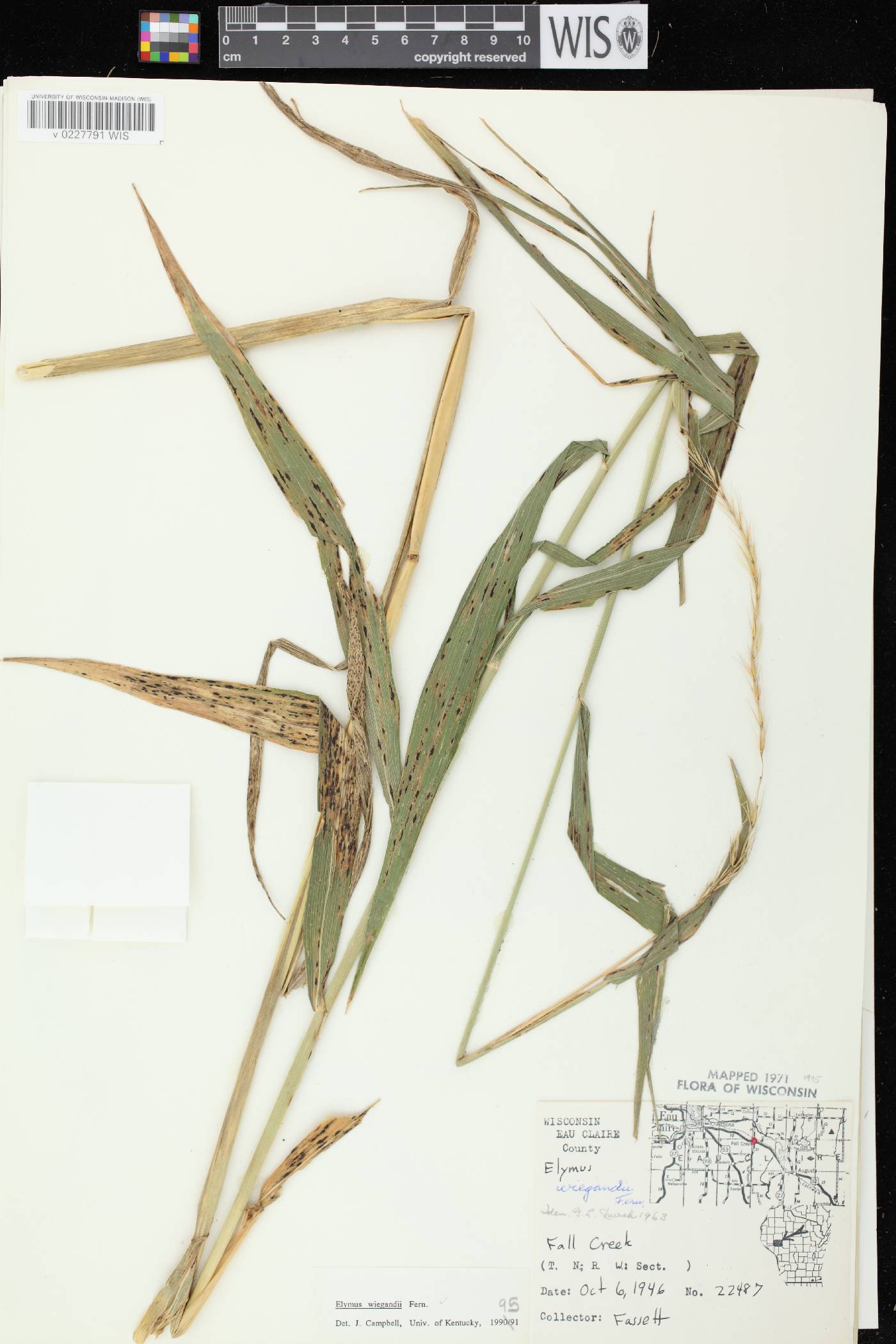 Elymus wiegandii image