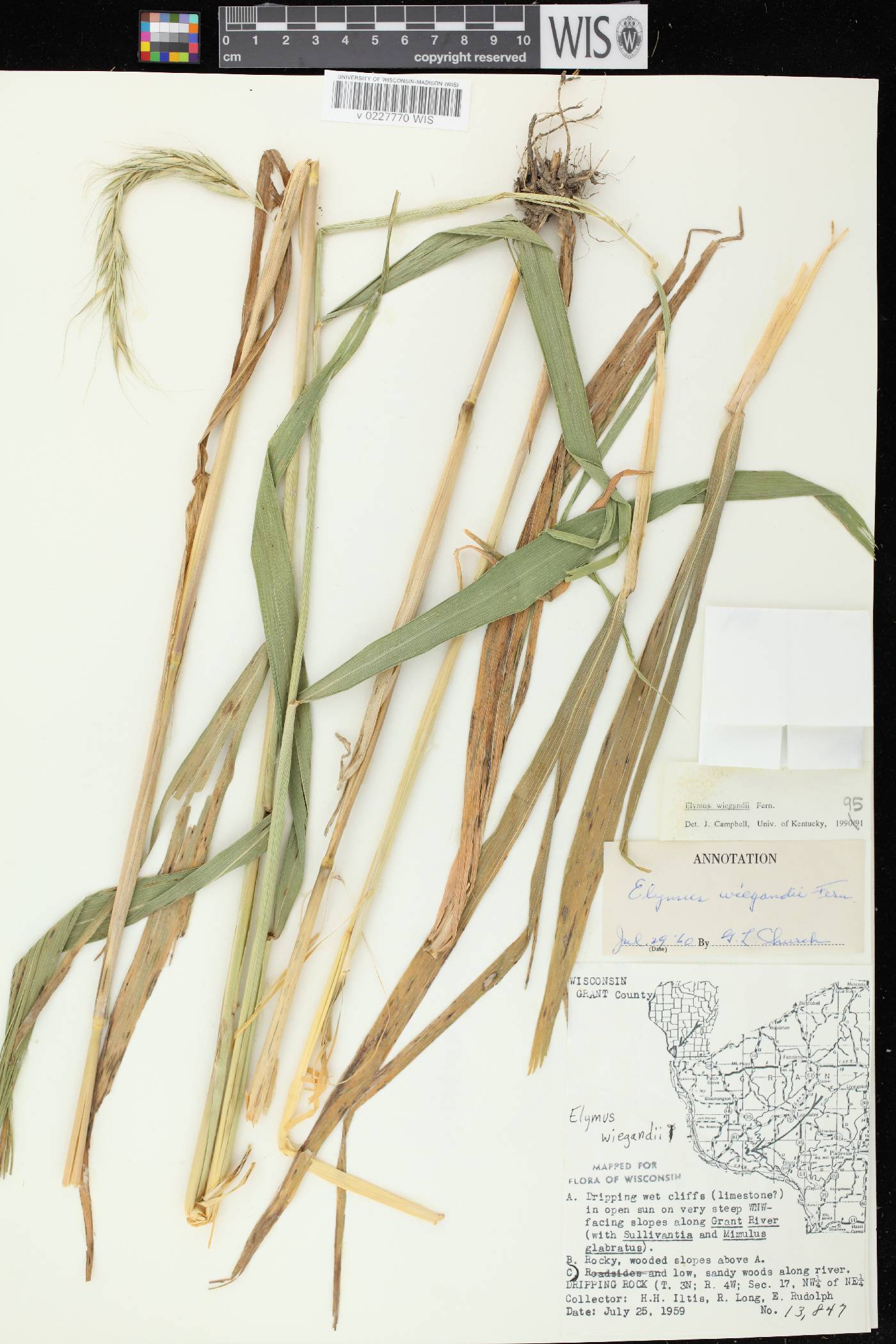 Elymus wiegandii image