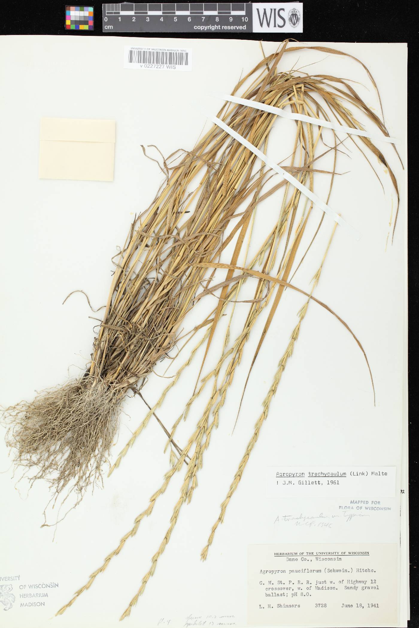 Elymus trachycaulus subsp. trachycaulus image