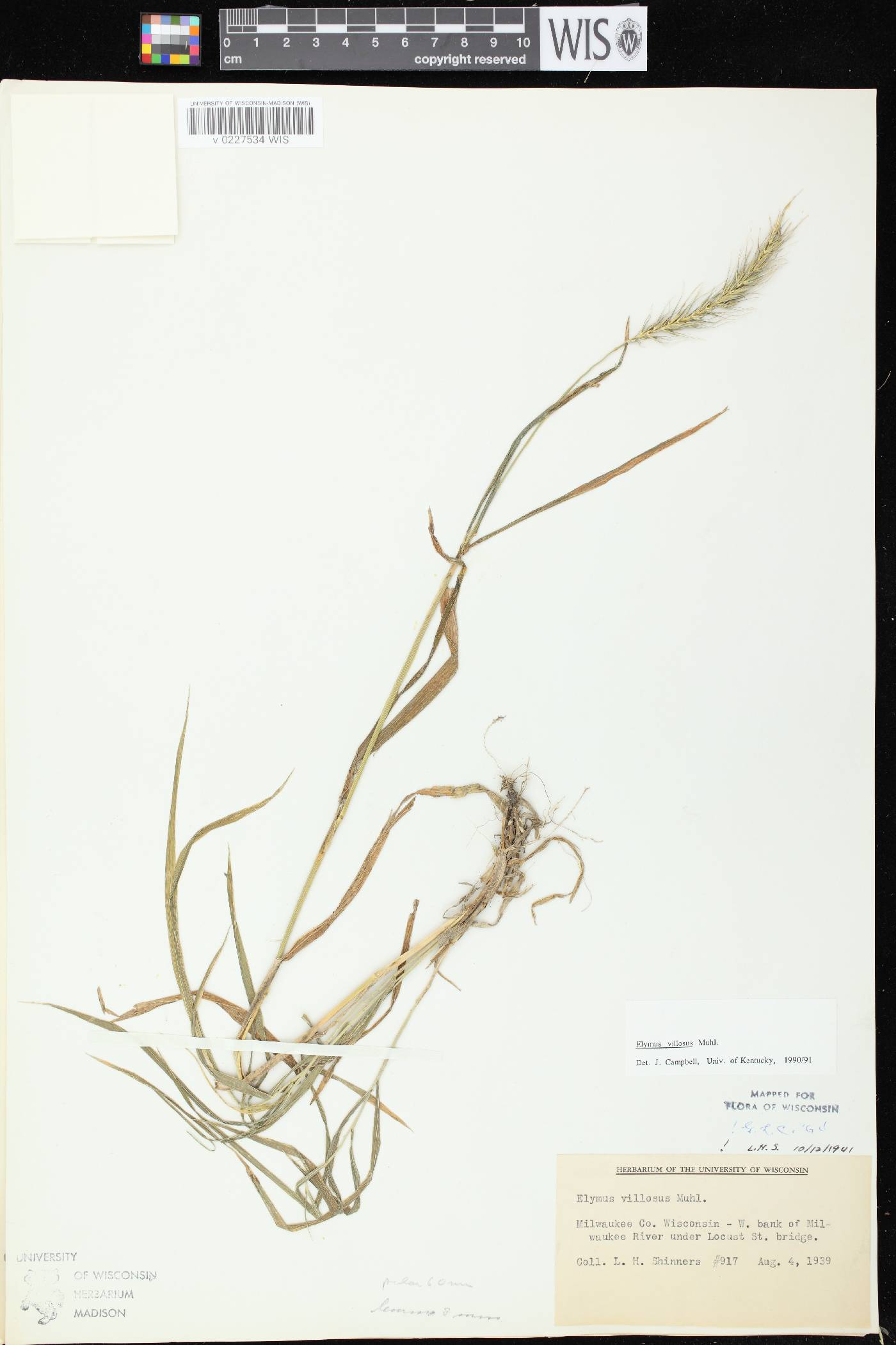 Elymus villosus var. villosus image