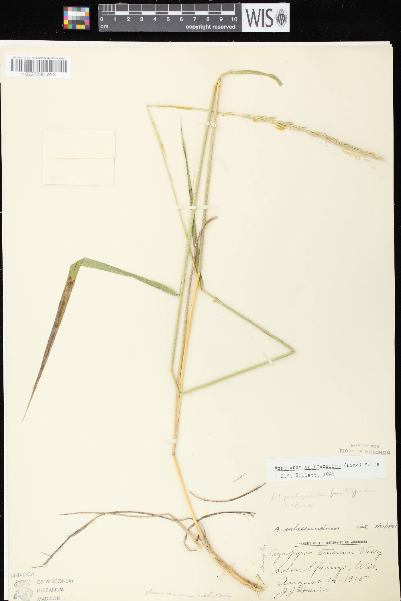 Elymus trachycaulus subsp. trachycaulus image